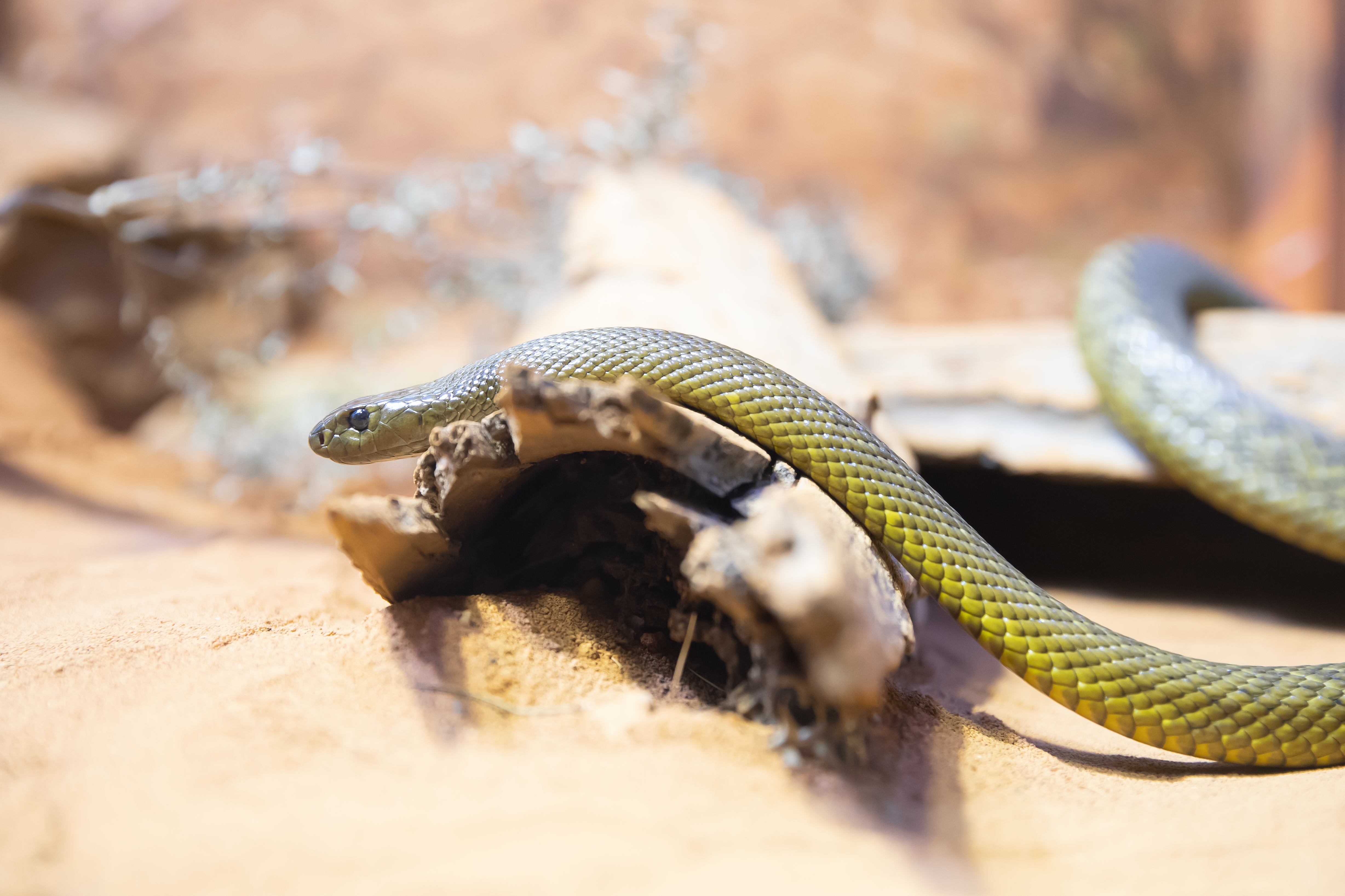 A small tiger snake in Sydney