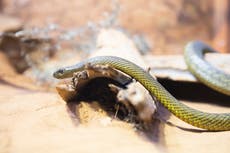 Elderly Tasmanian farmer killed by tiger snake