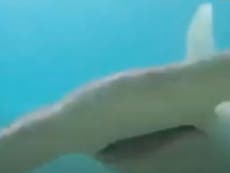 Diver fights off hammerhead shark using camera stick 