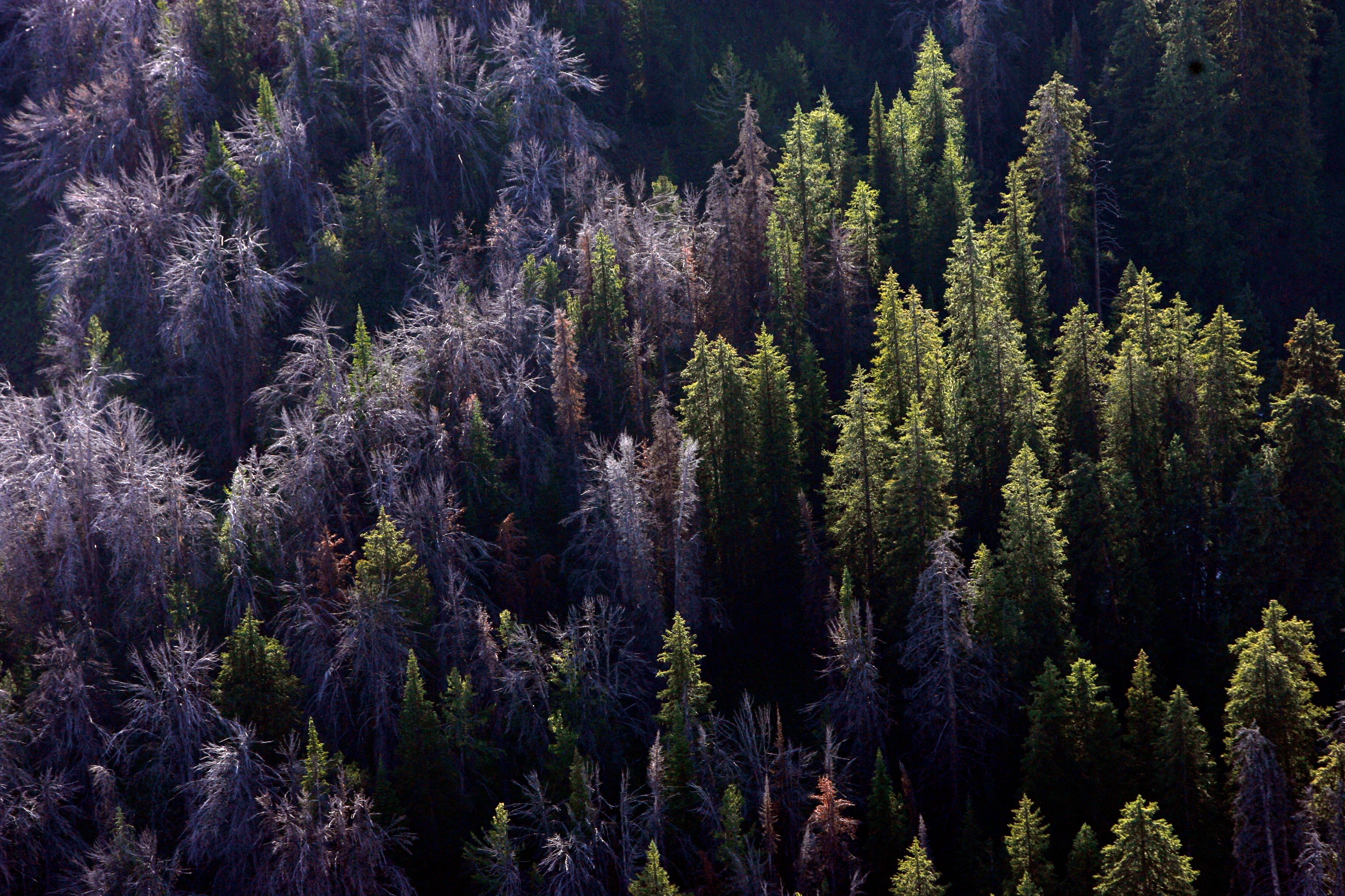 Threatened Pine Tree Grizzlies