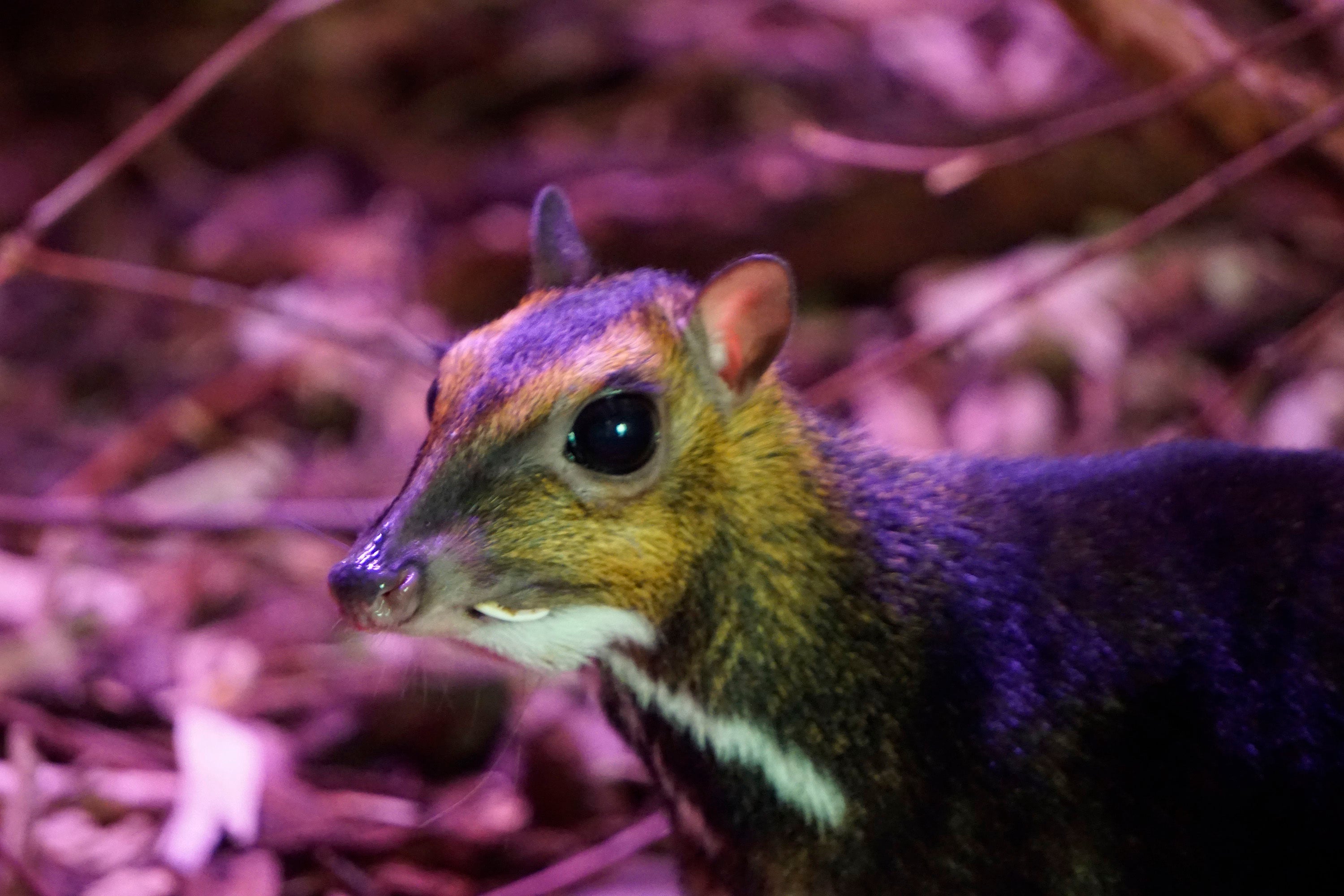 Poland Zoo Birth