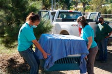 Bobcat burned in California wildfire set for release to wild