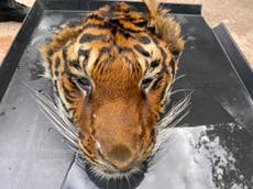 Beheaded tiger found at private zoo raided by authorities in Thailand