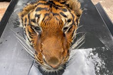 Beheaded tiger found at private zoo raided by authorities in Thailand