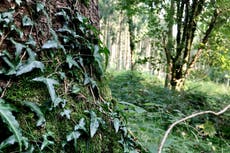 Ivy becoming more widespread in European forests as temperatures rise