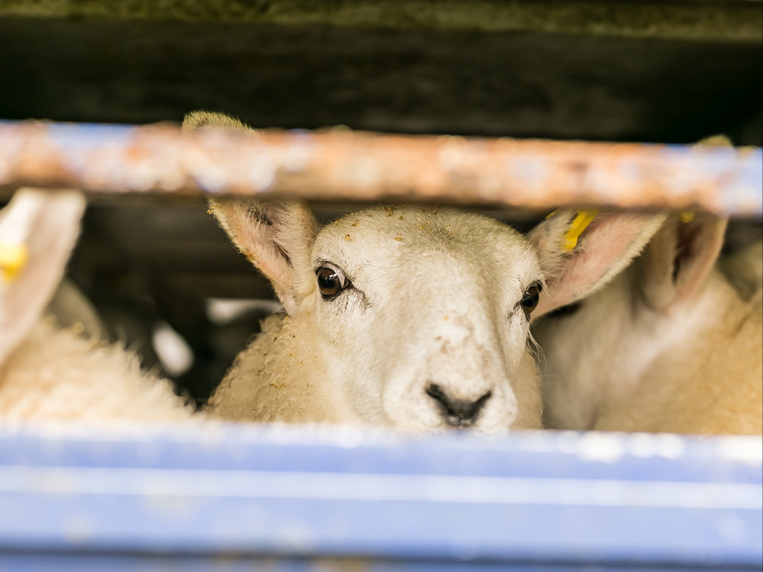 Around 6,400 live animals were exported for slaughter from the UK in 2018