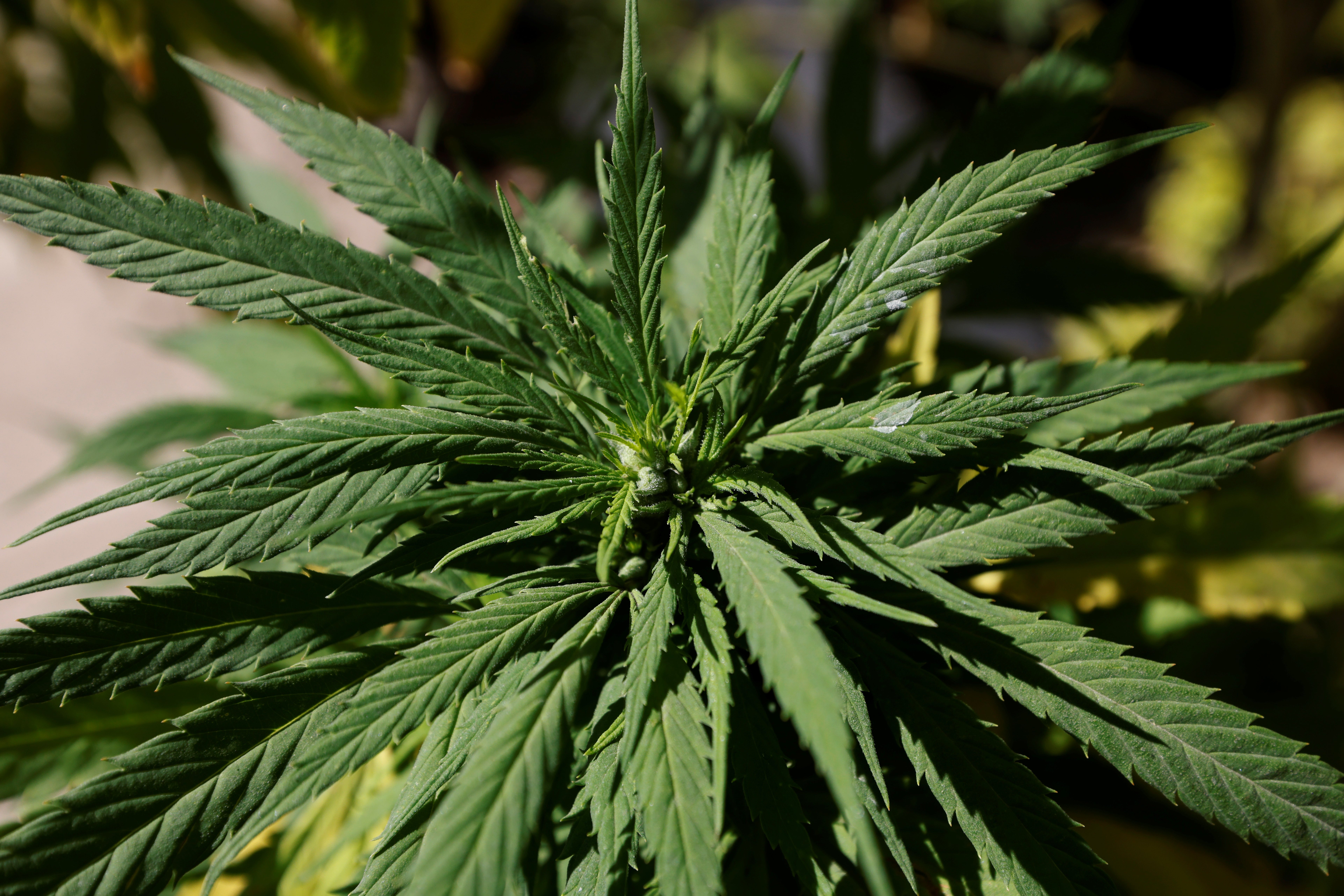 Marijuana leaves are seen next to Mexico’s Senate building at the protest cannabis garden of the Cannabico Mexican Movement