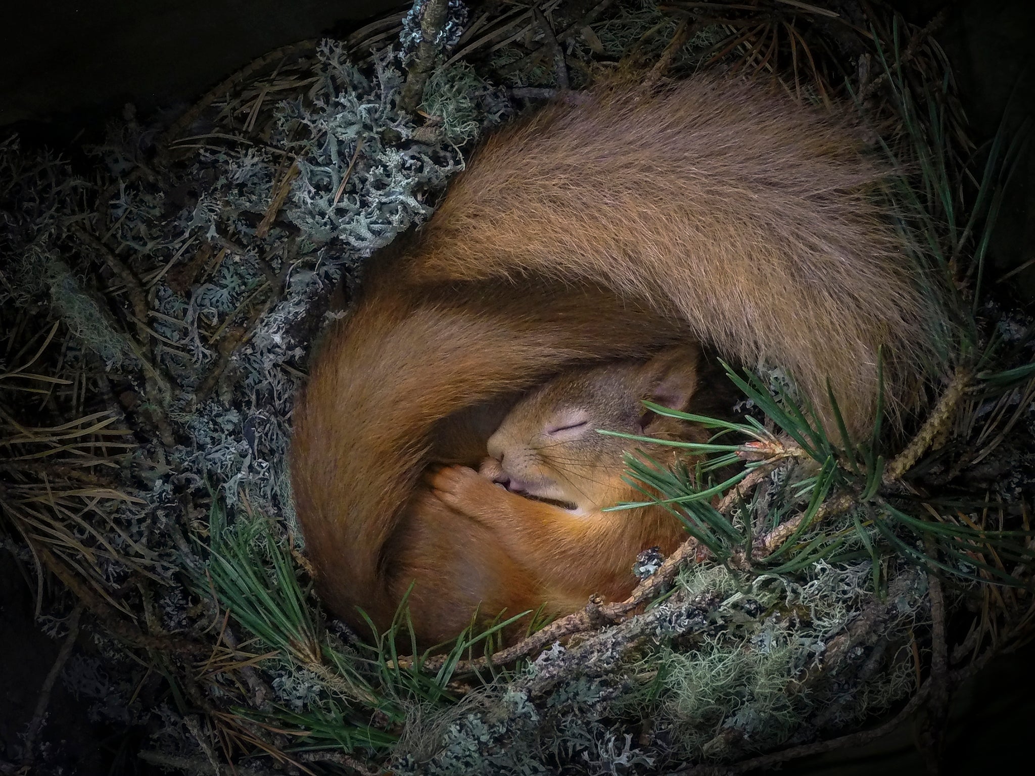 A red squirrel nestles with a partner (mostly concealed) in a box of twigs and brush setup by the photographer Neil Anderson near his home in the Scottish Highlands
