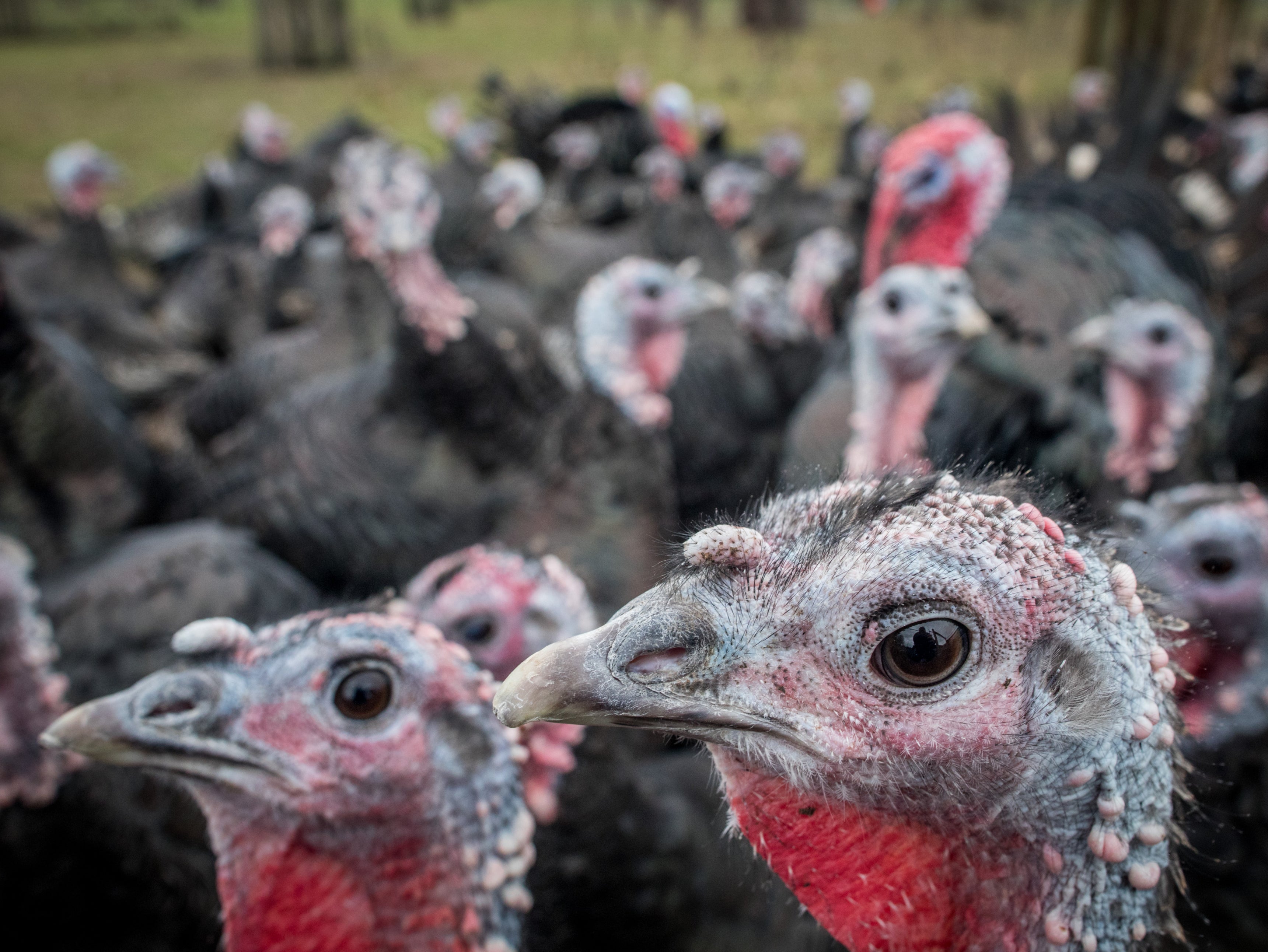 Free-range turkeys and other birds will soon have to be kept indoors