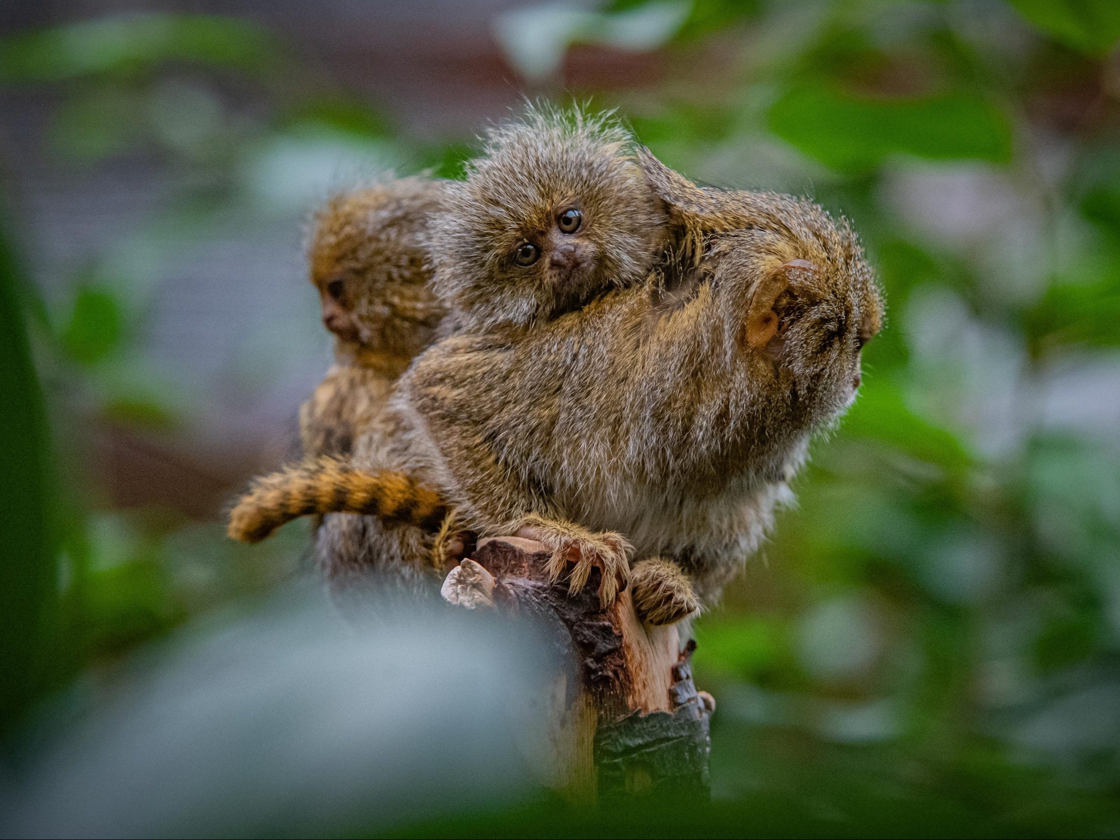 Twin monkeys ‘no bigger than ping pong balls’ born at Chester Zoo 