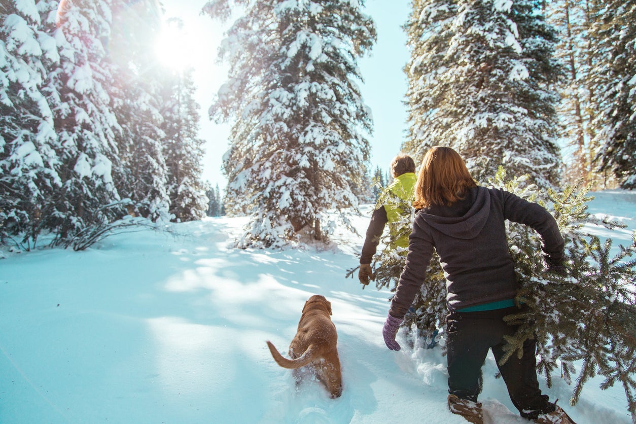 Around eight million Christmas trees are bought in the UK each year