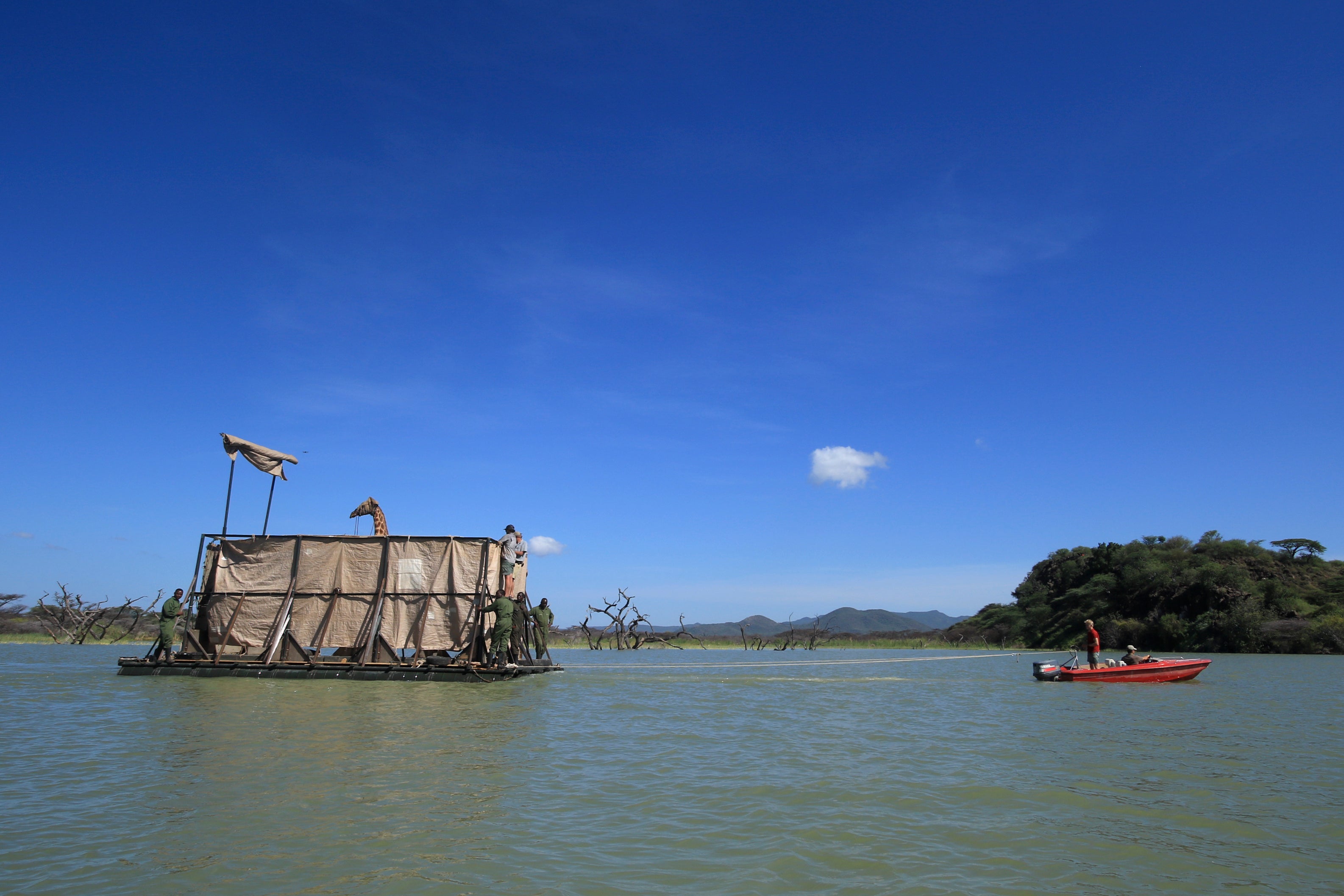 An endangered Rothschild’s giraffe, blindfolded to keep it calm, is floated on a custom-built rectangular barge from Longicharo Island to the eastern shores of Lake Baringo, Kenya