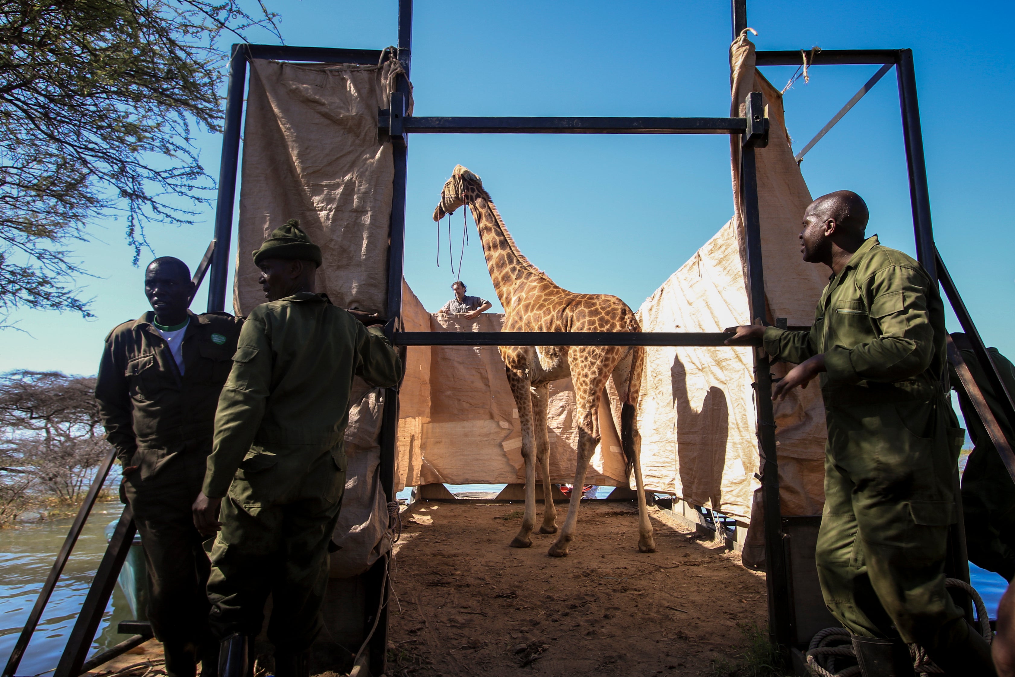 An endangered Rothschild's giraffe, blindfolded to keep it calm, is floated on a custom-built rectangular barge