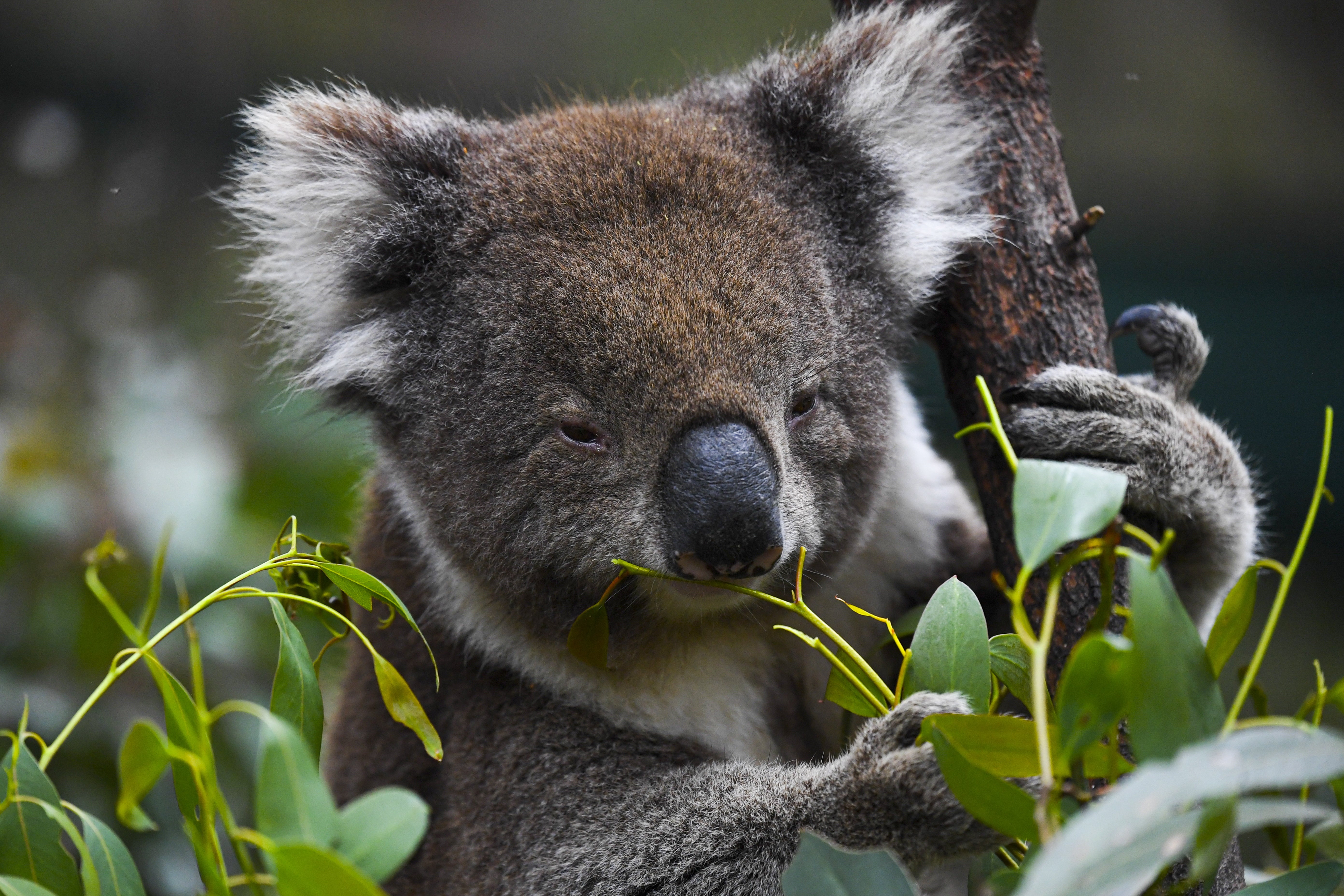 A koala is seen eating gum leaves at the Tidbinbilla Nature Reserve near Canberra, Australia