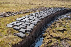 World’s ‘vital’ peatlands could shift from being key carbon sink to major source of greenhouse gas