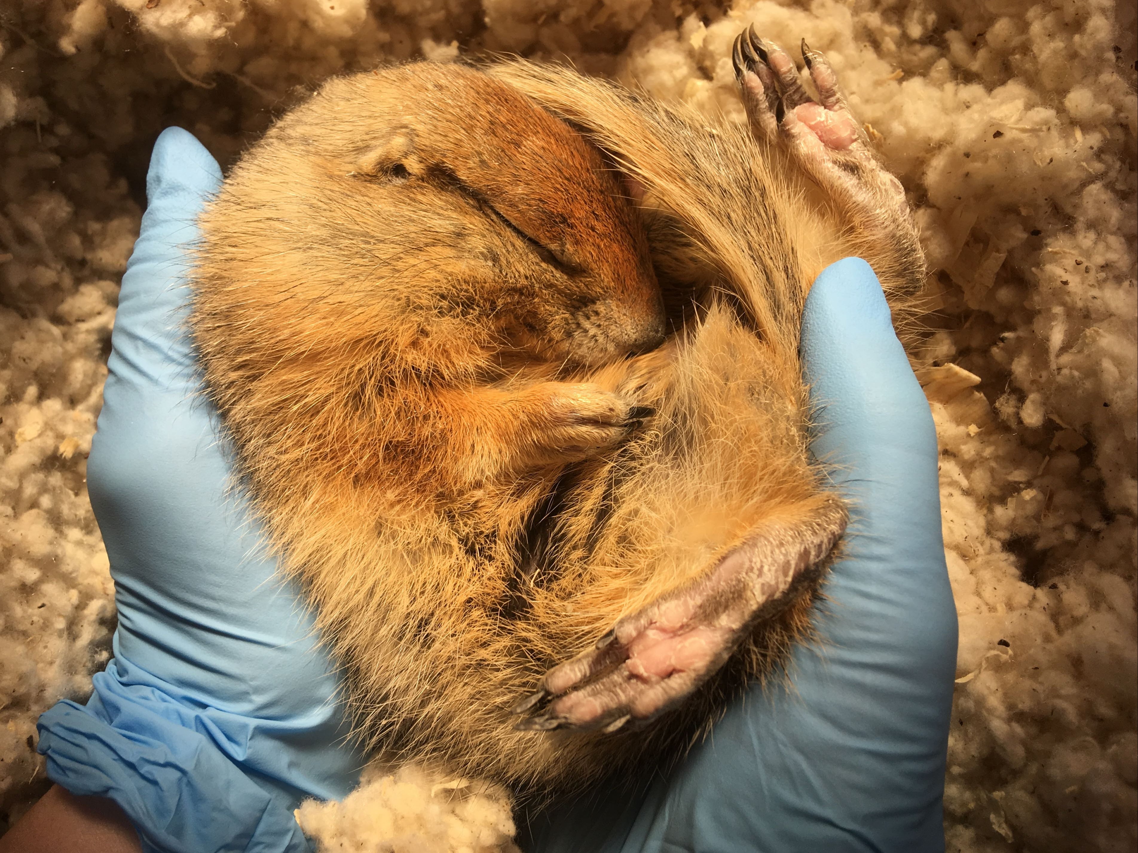 A researcher at the University of Alaska Fairbanks holding a hibernating Arctic ground squirrel