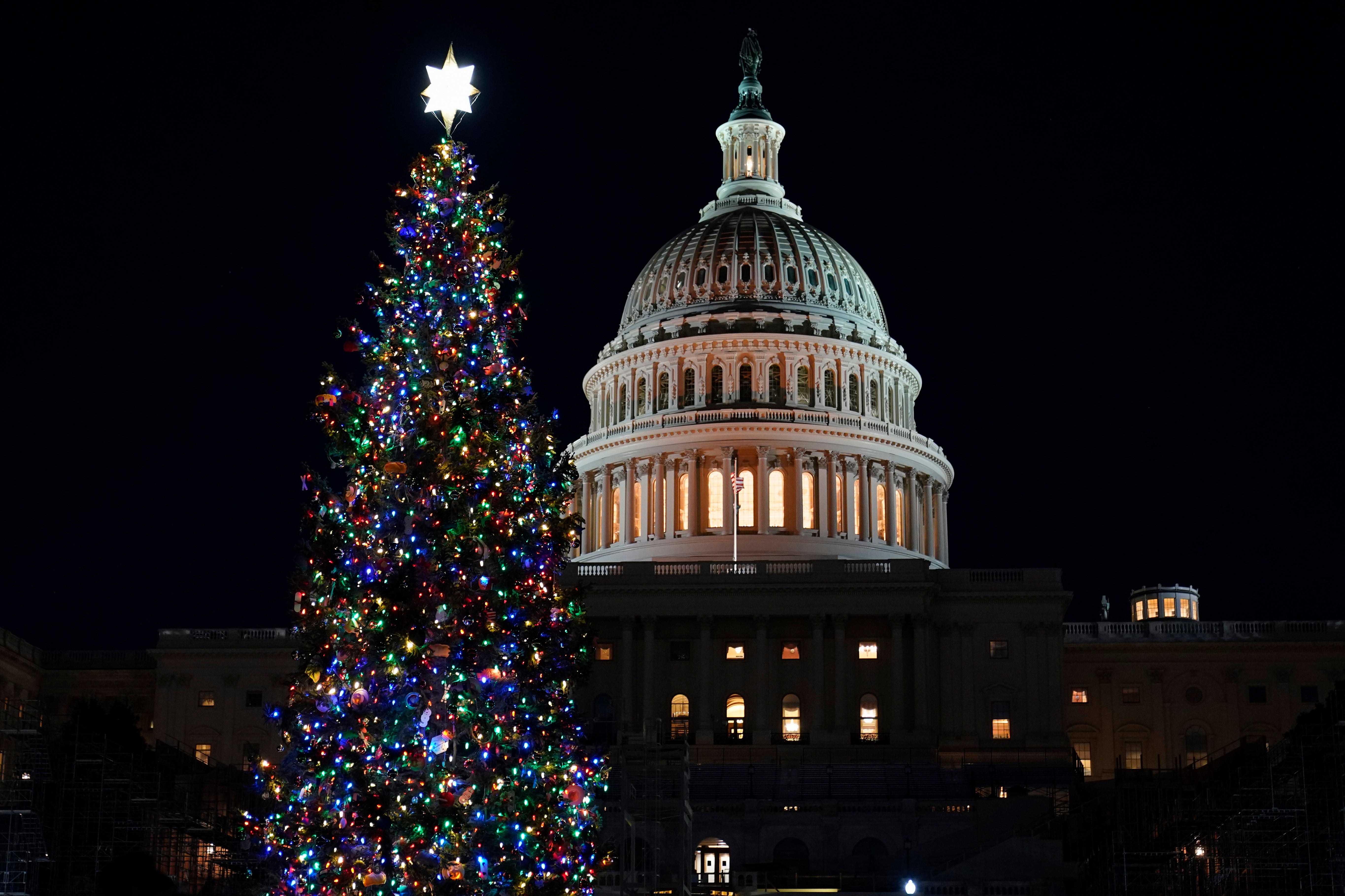 Capitol Christmas Tree