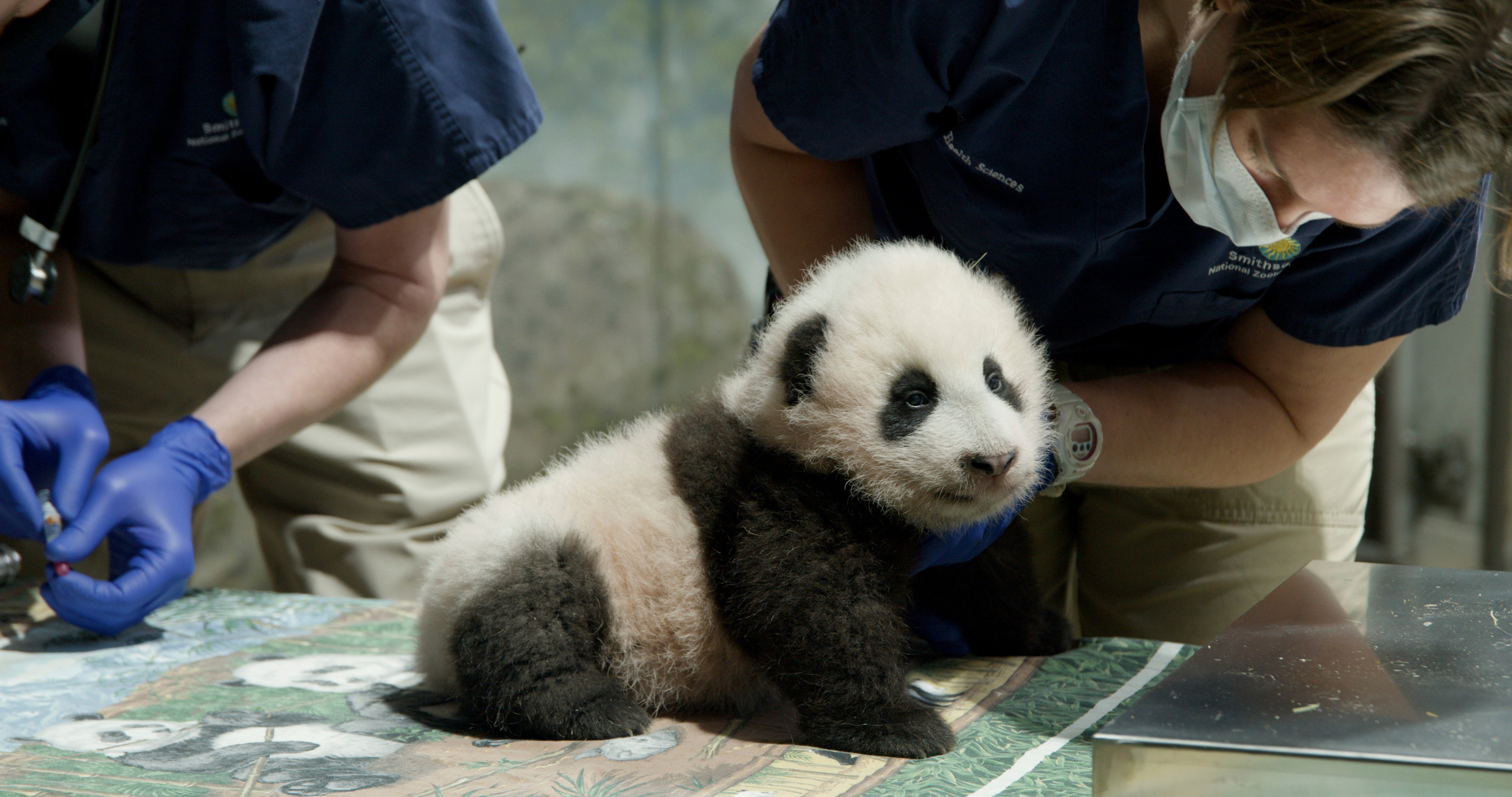 Nation's Capital Giant Pandas