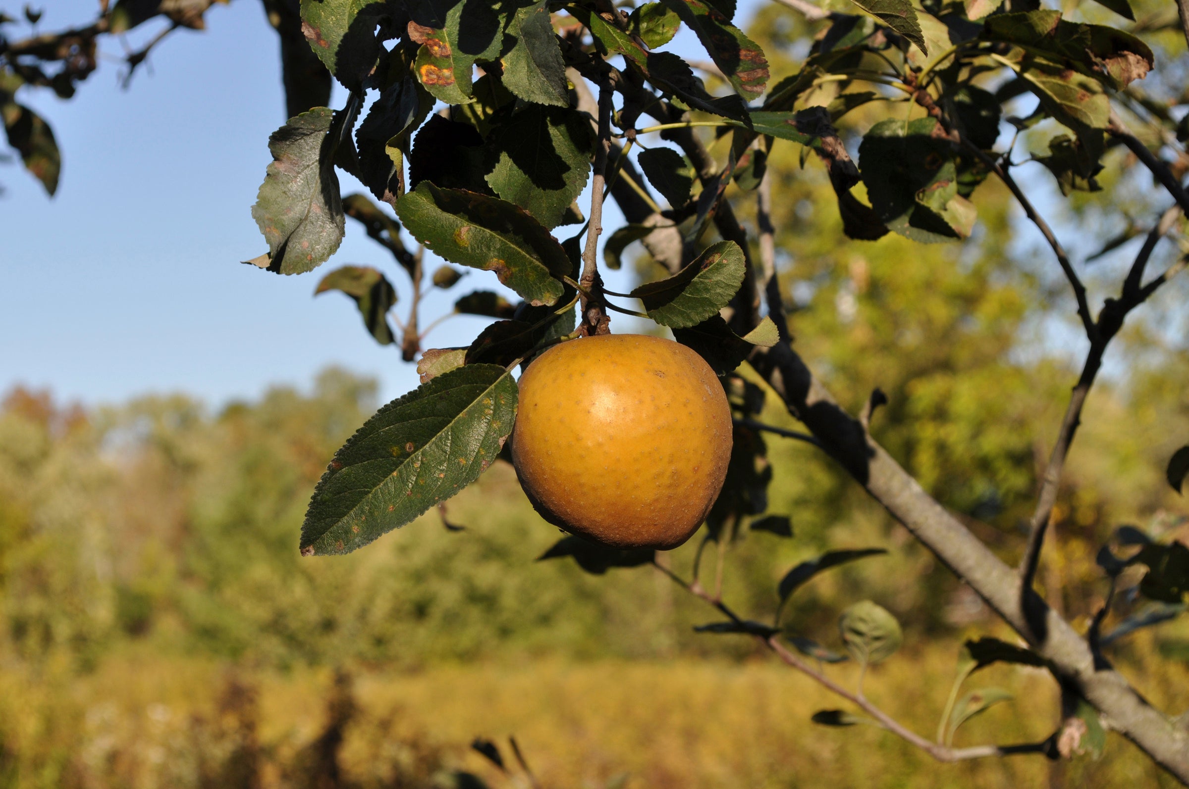 Gardening Best Tasting Apples