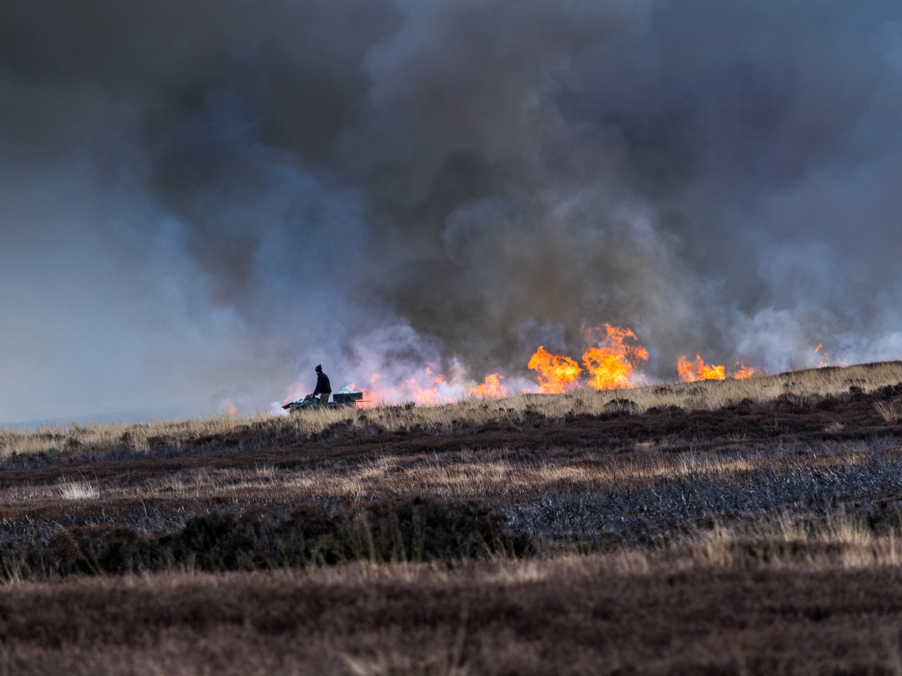 Burning heather so new shoots grow to feed the grouse. North Yorkshire Moors, England