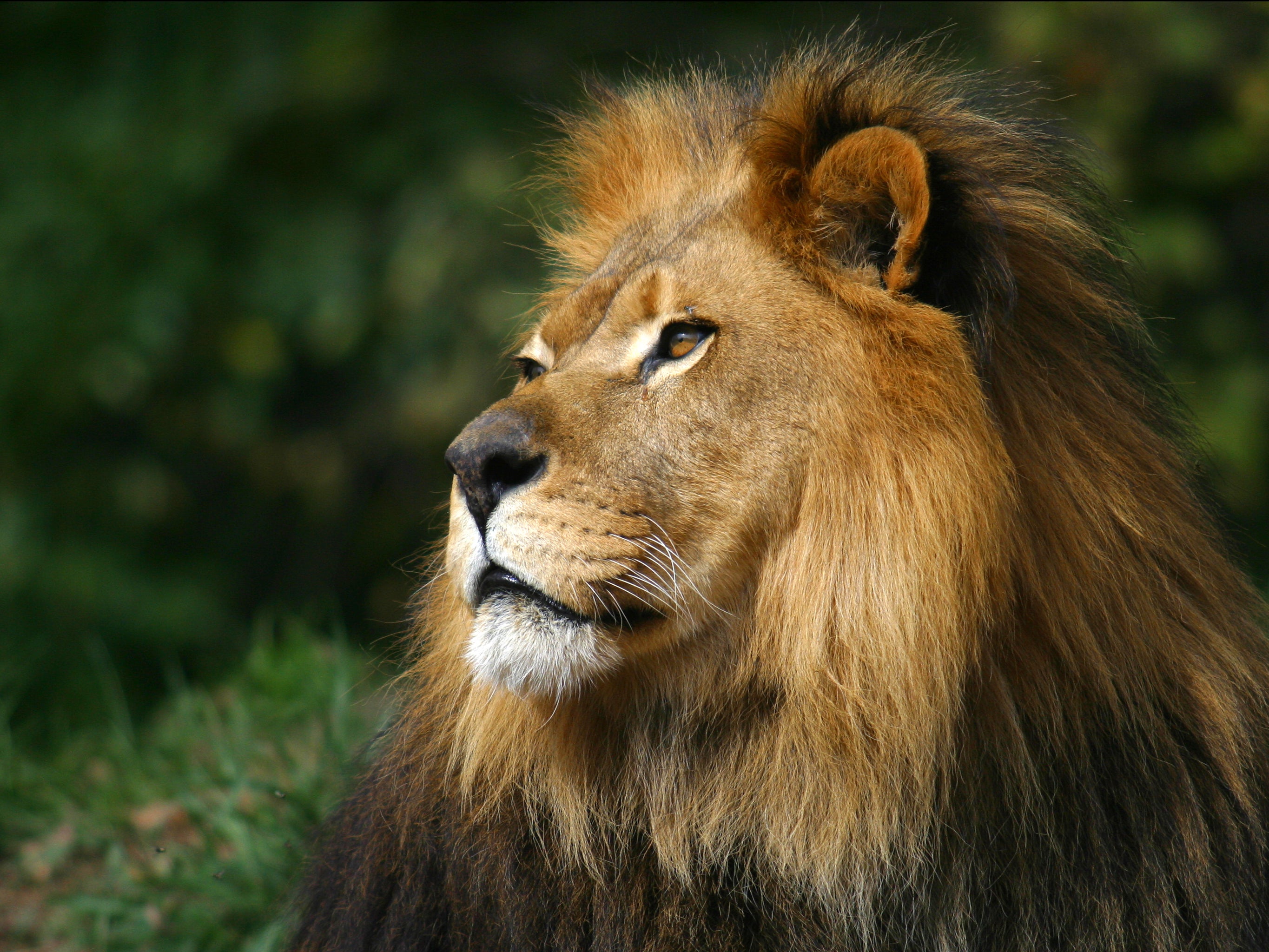 Big cats leapt on endangered Barbary macaque