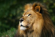 Four lions test positive for Covid in Spanish zoo