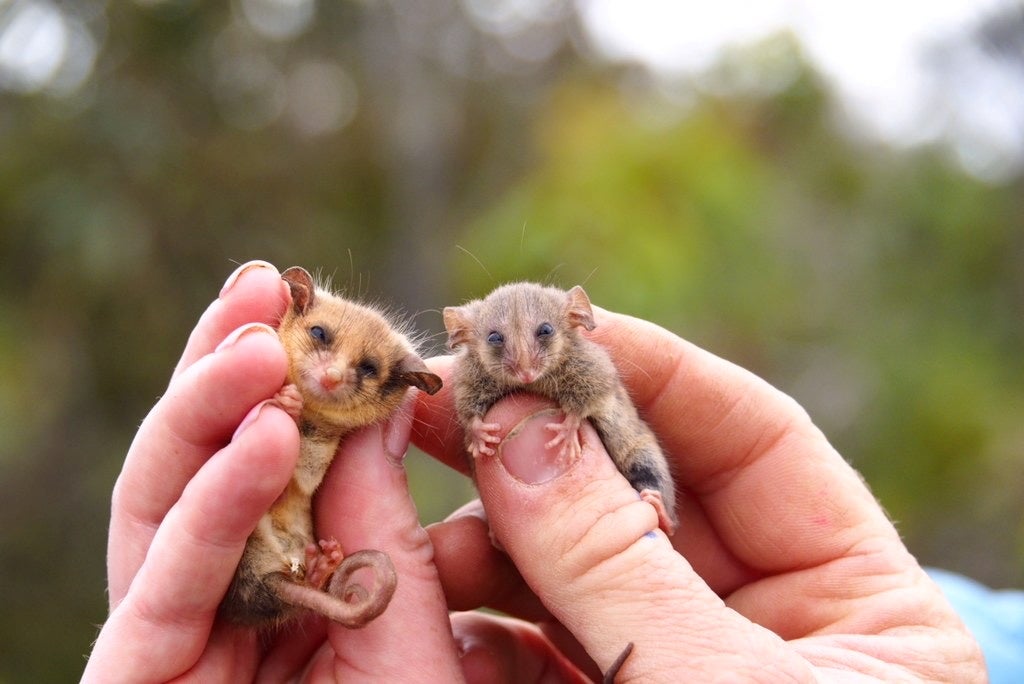 The animal is hard to track and study due to its small size&nbsp;