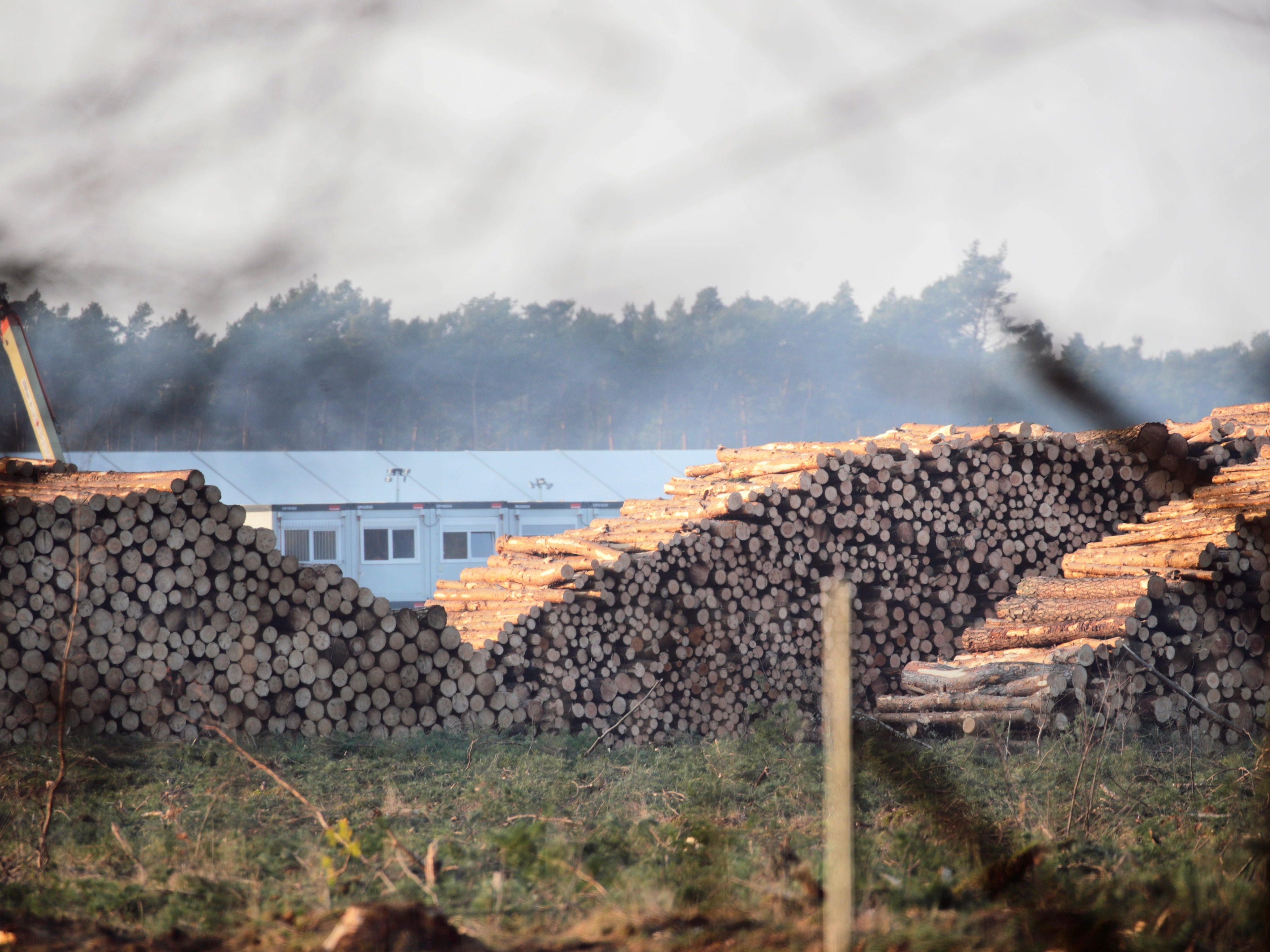 Felled trees at the Tesla construction site near Berlin