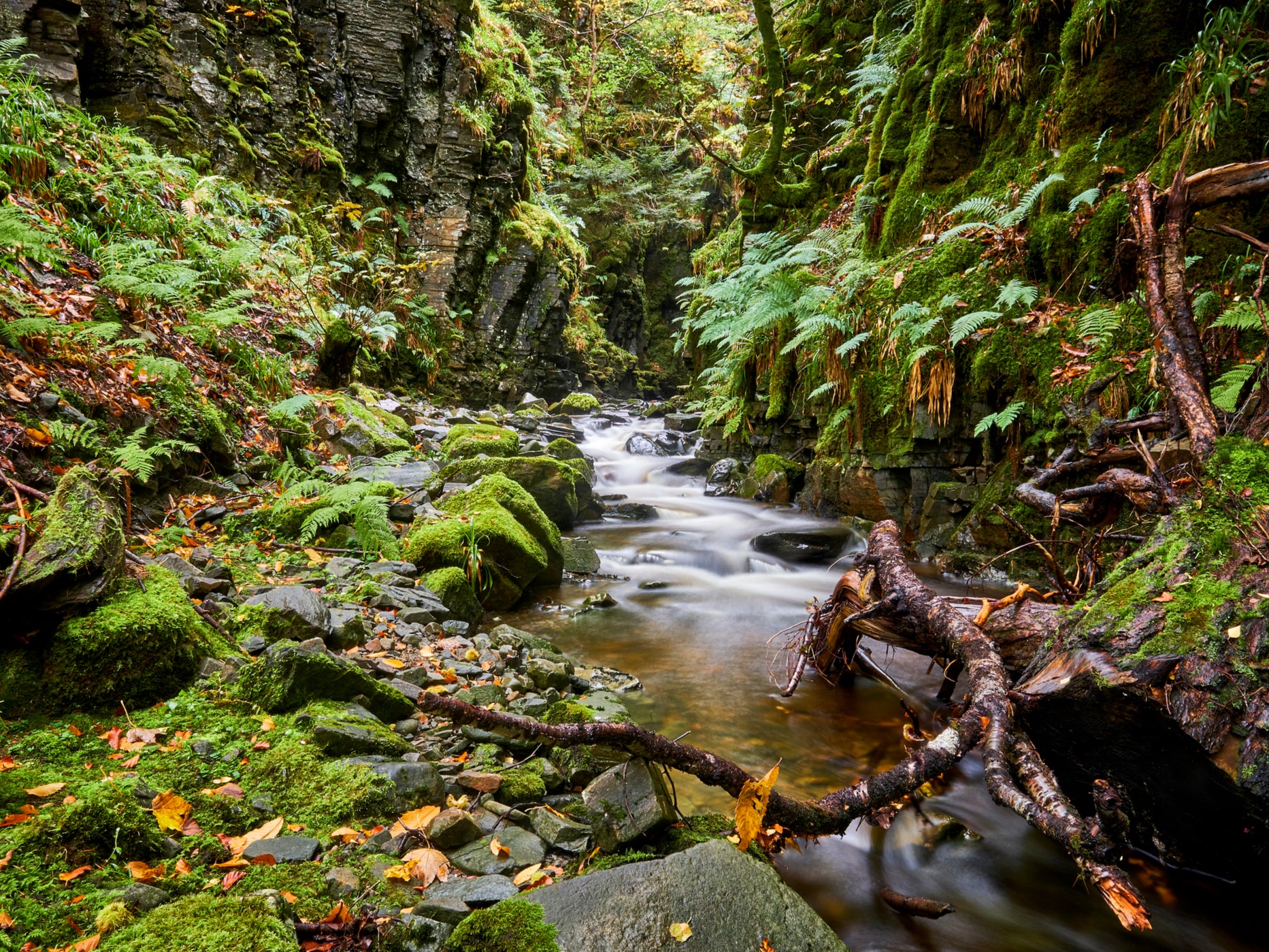 Scotland’s rainforest is home to rare lichens, funghi and ferns