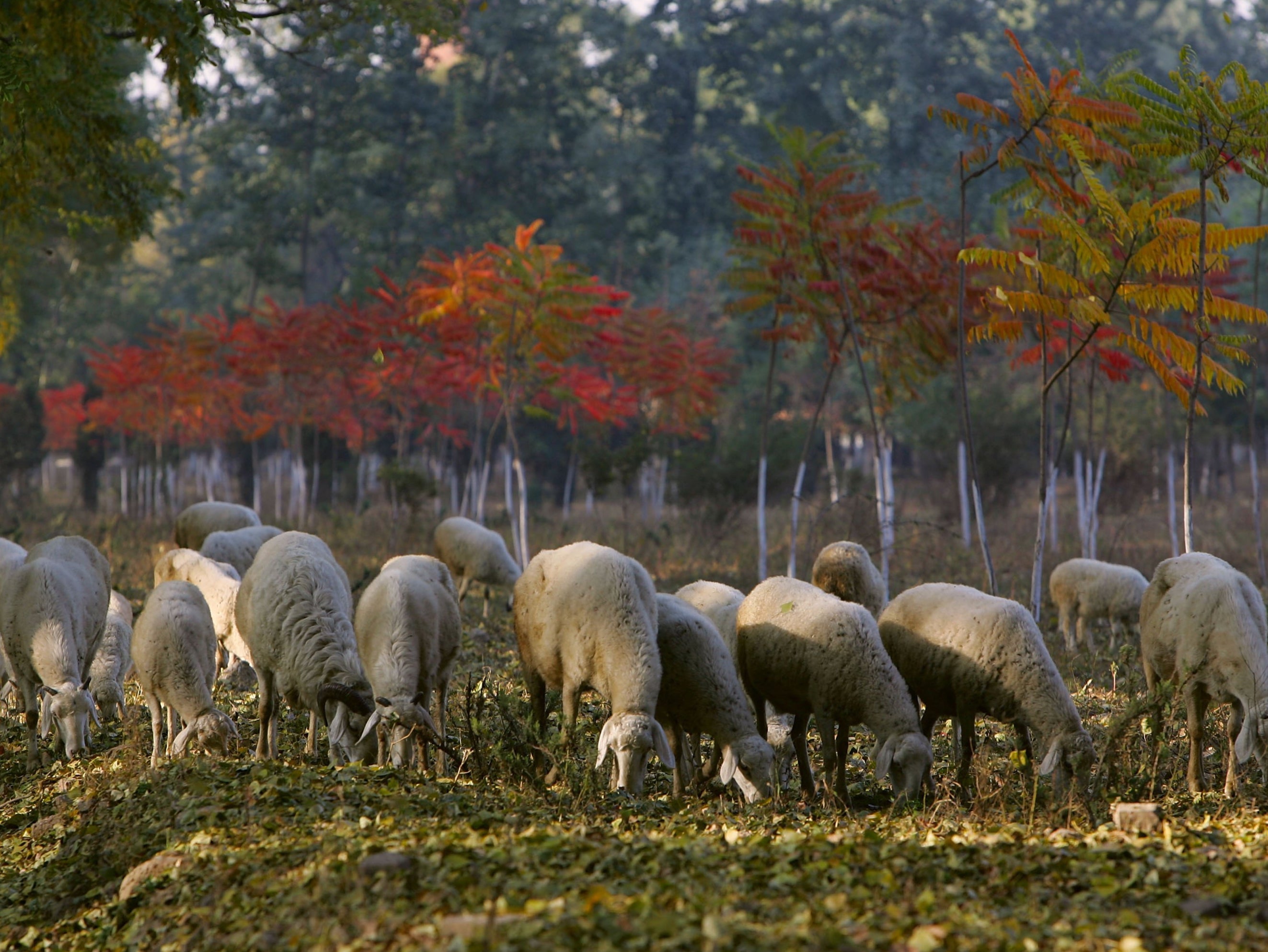 Mr Gore advocated mixing grazing and tree cover on farmland