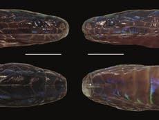 New species of iridescent snake discovered in Vietnam