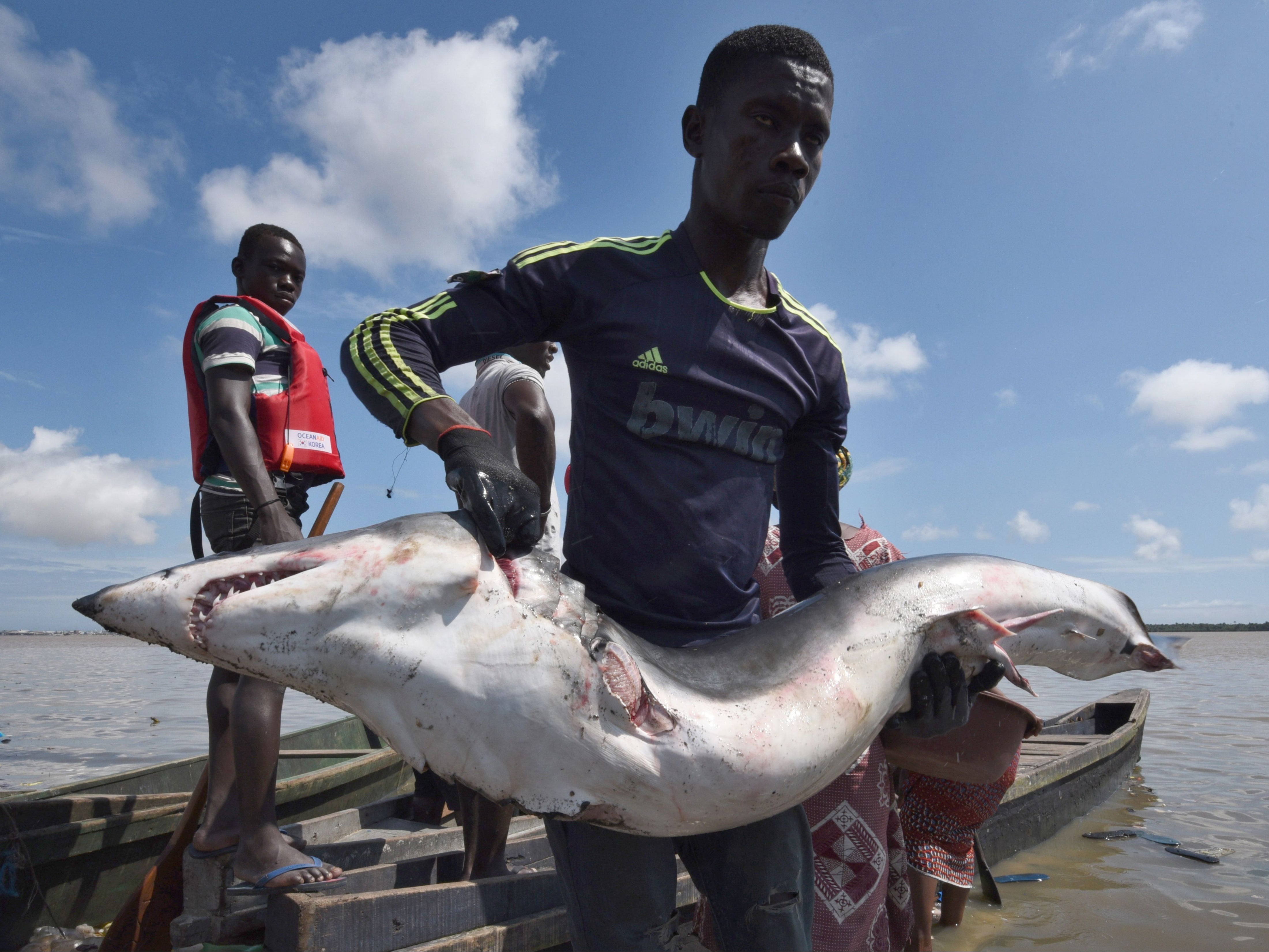 Hundreds of species of shark are threatened with being wiped out