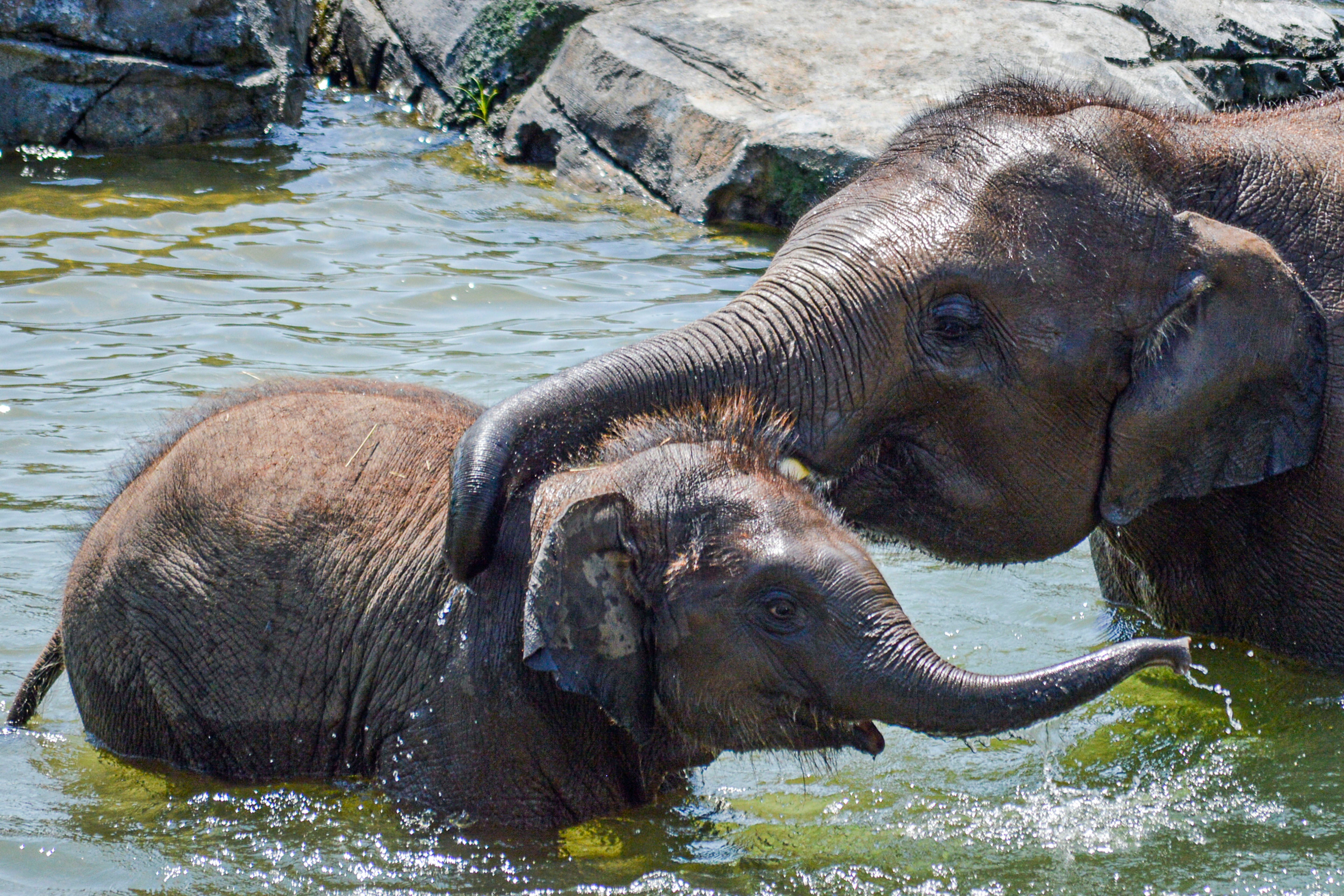 Baby Elephant Dies