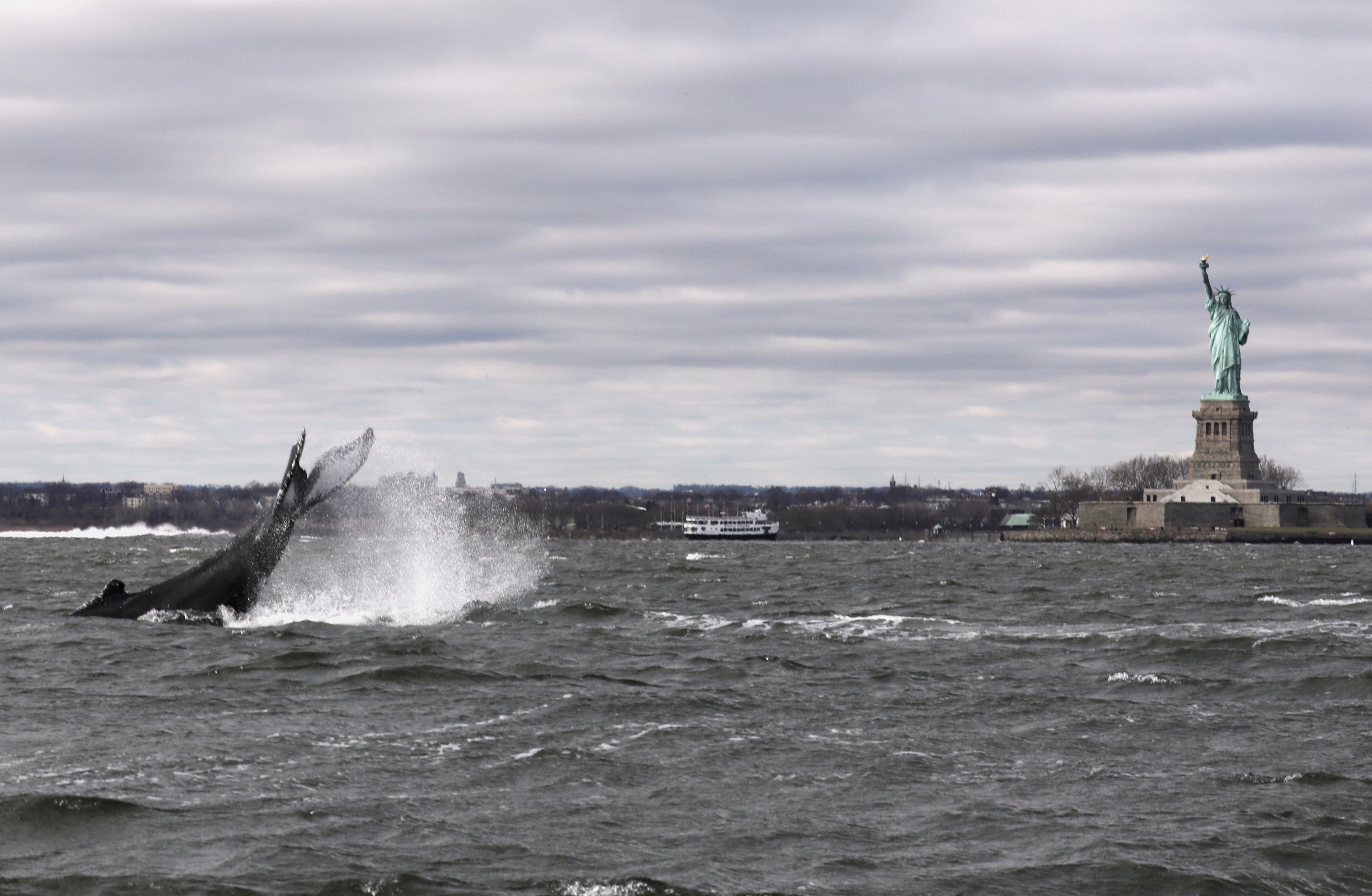 Humpback whale spotted near Statue of Liberty in New York City
