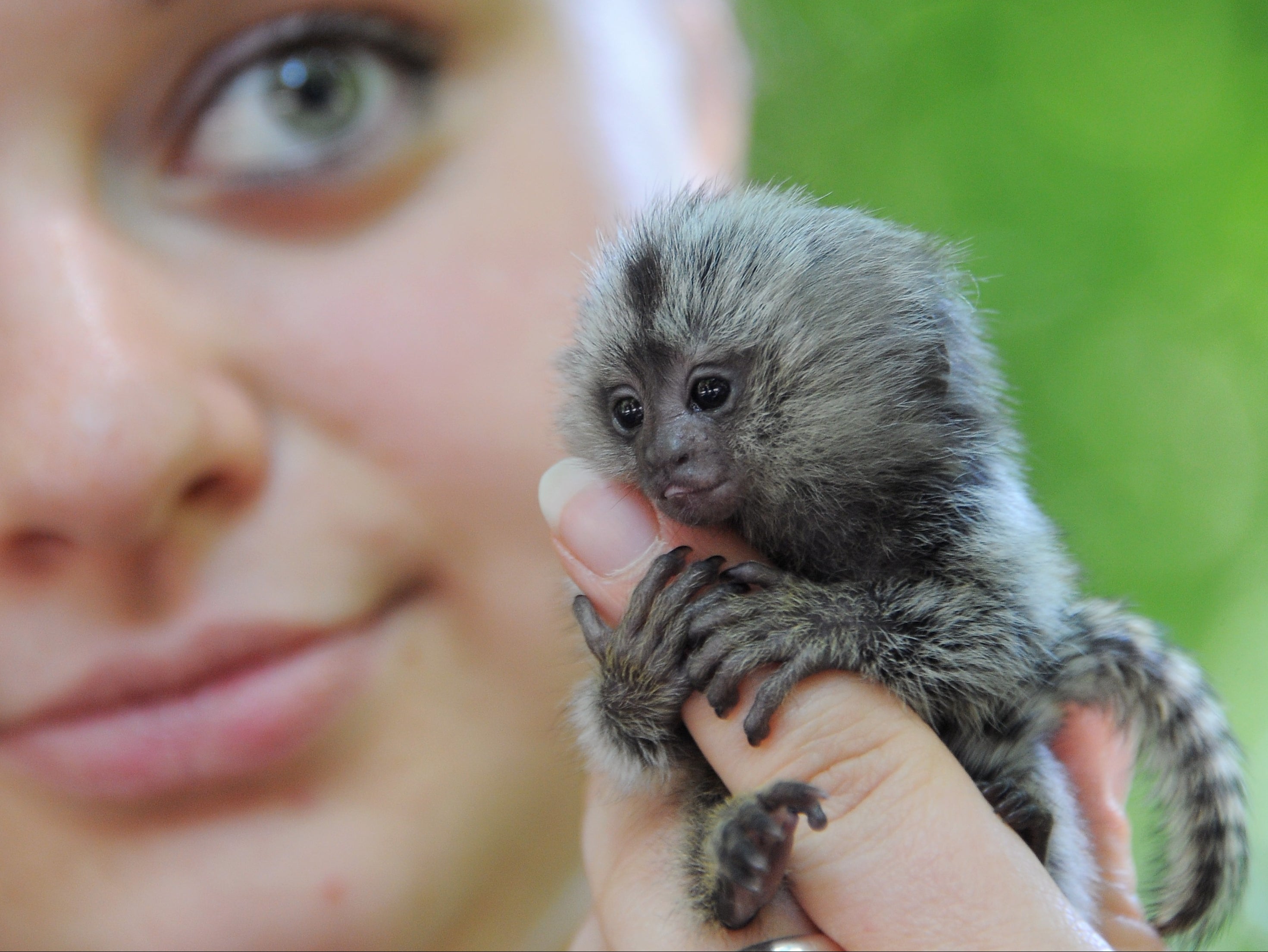 Marmosets are one of the most popular species bought as pets in the UK