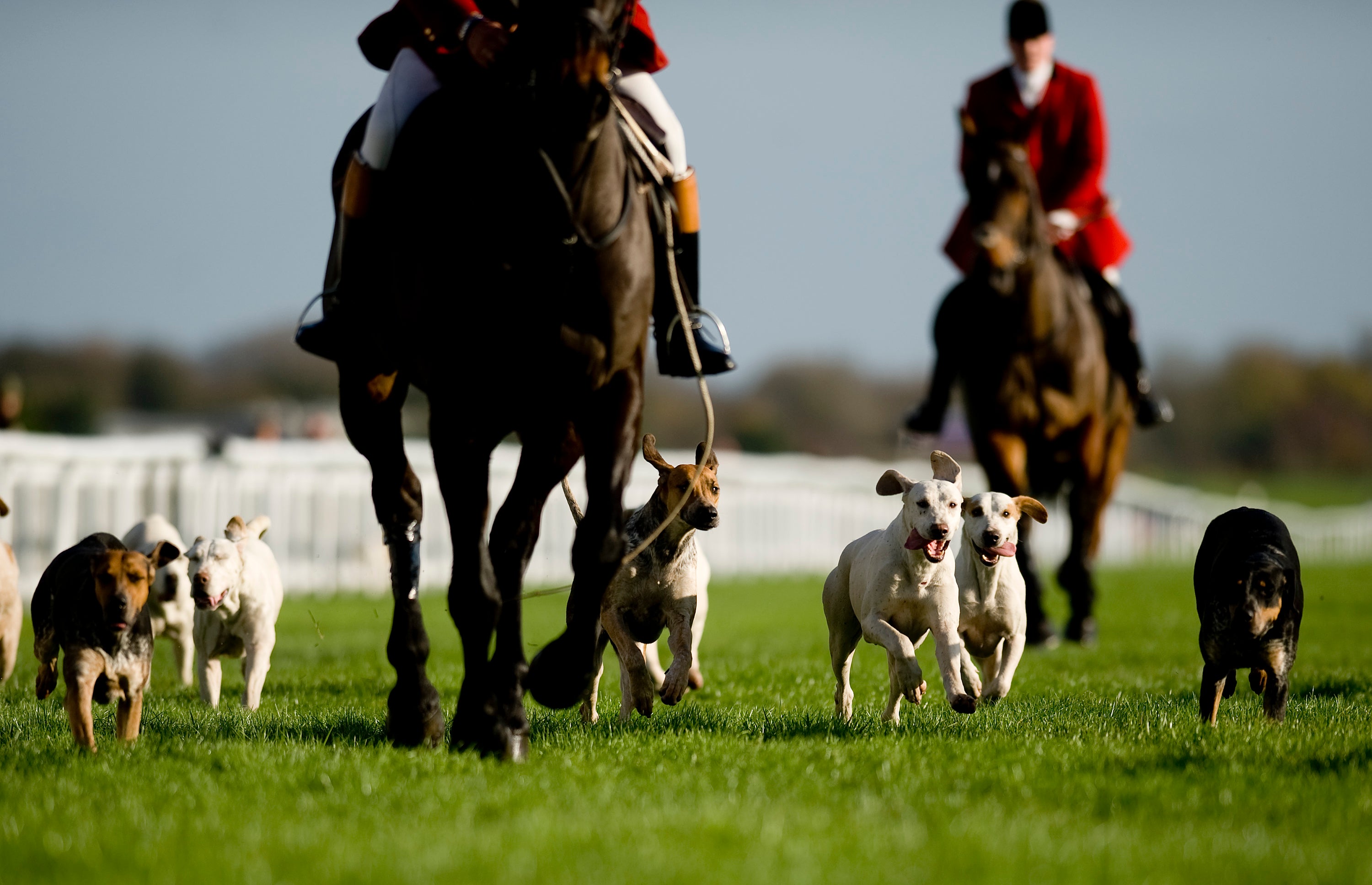 Hounds from the Vine &amp; Craven Hunt parade at Newbury racecourse. The billionaire owner of H&amp;M has reportedly banned hunting on his estate