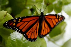 Endangered-species decision expected on beloved butterfly