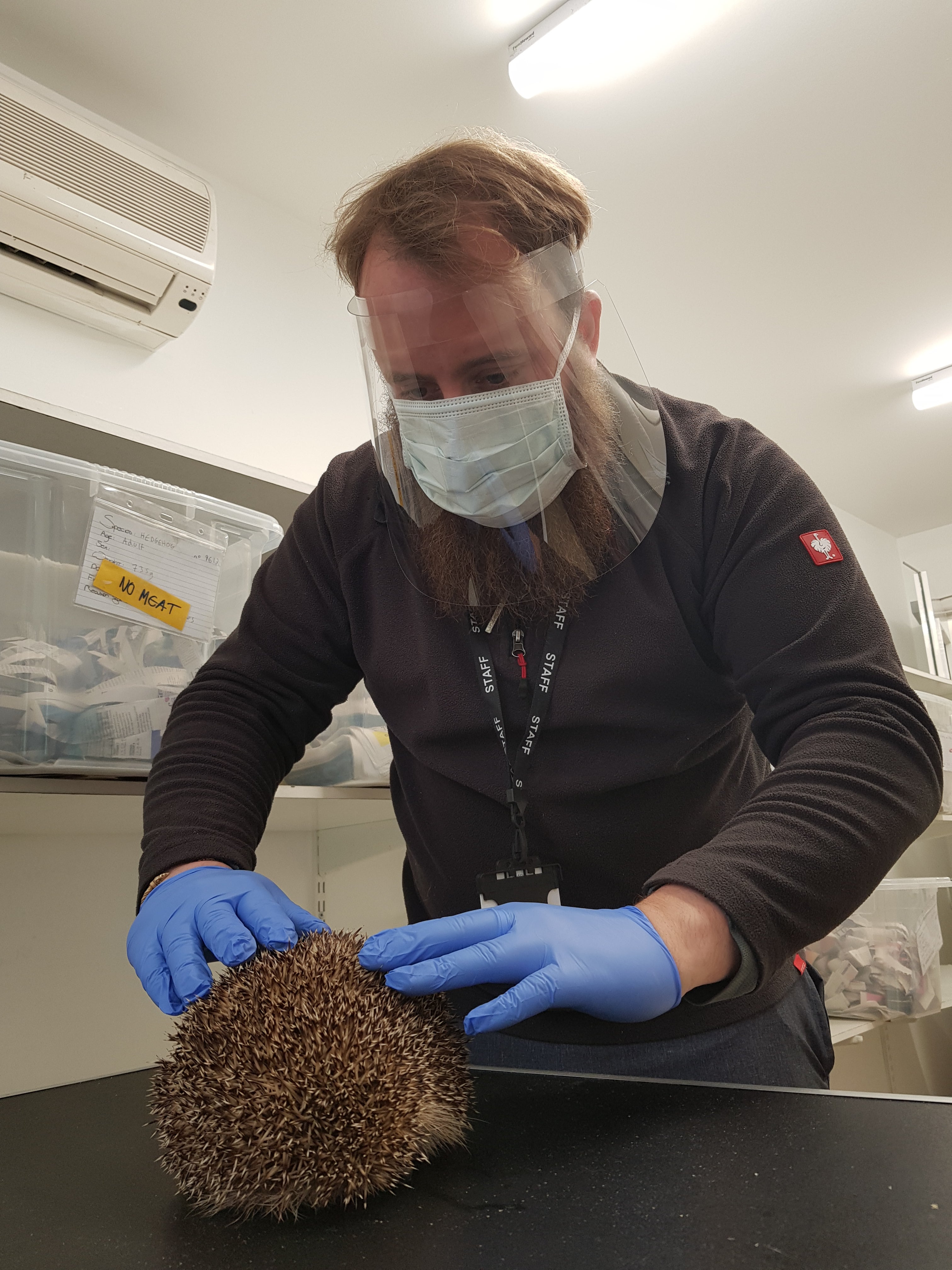 Pauk Reynolds, the animal hospital’s manager, with a prickly patient