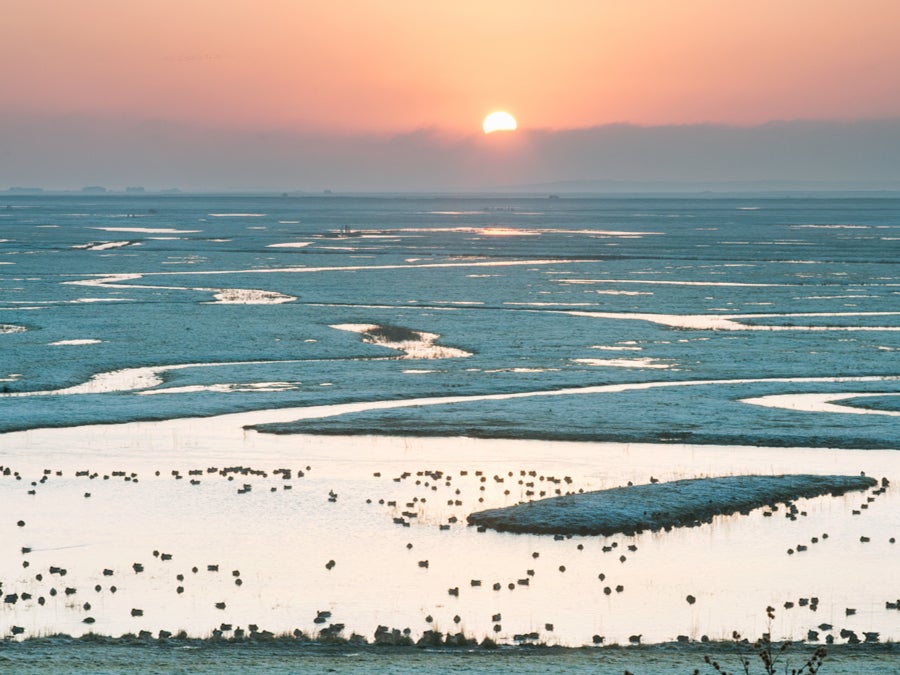 The wilds of Sheppey