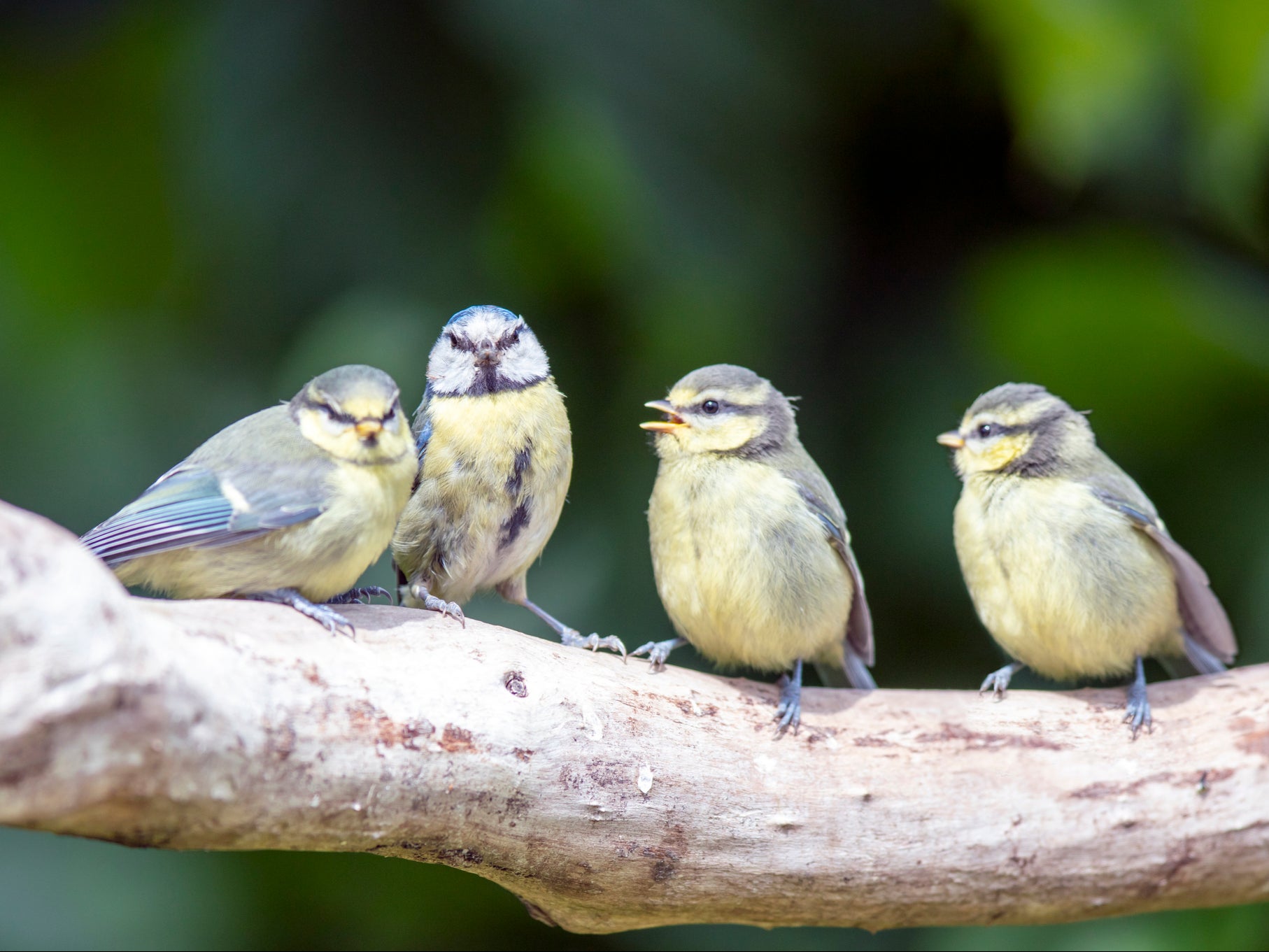 A family of blue tits - three young and one adult - perching on a branch in Durham, UK