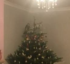 Bird of prey rescued from family’s Christmas tree