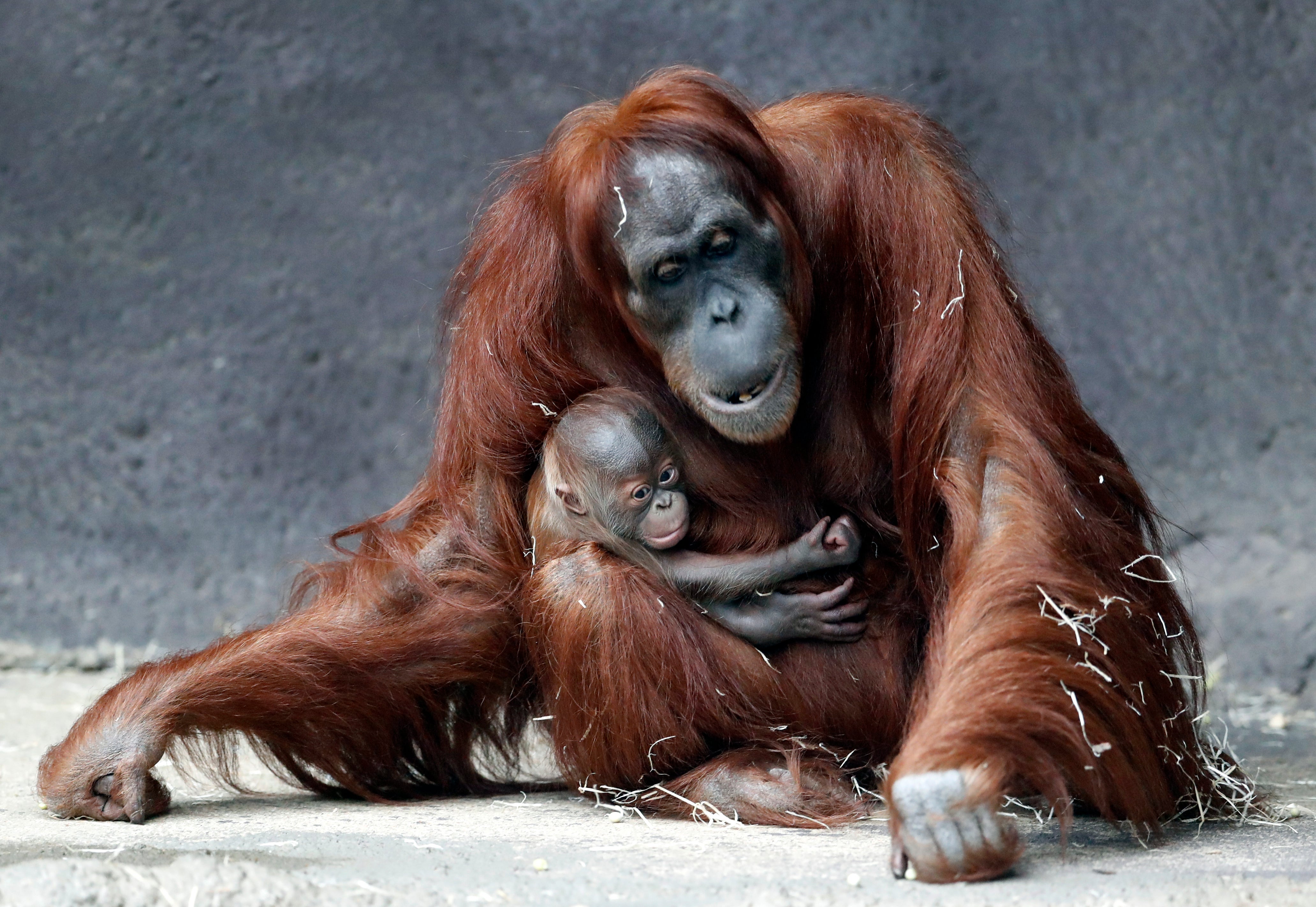 APTOPIX Czech Republic Orangutans