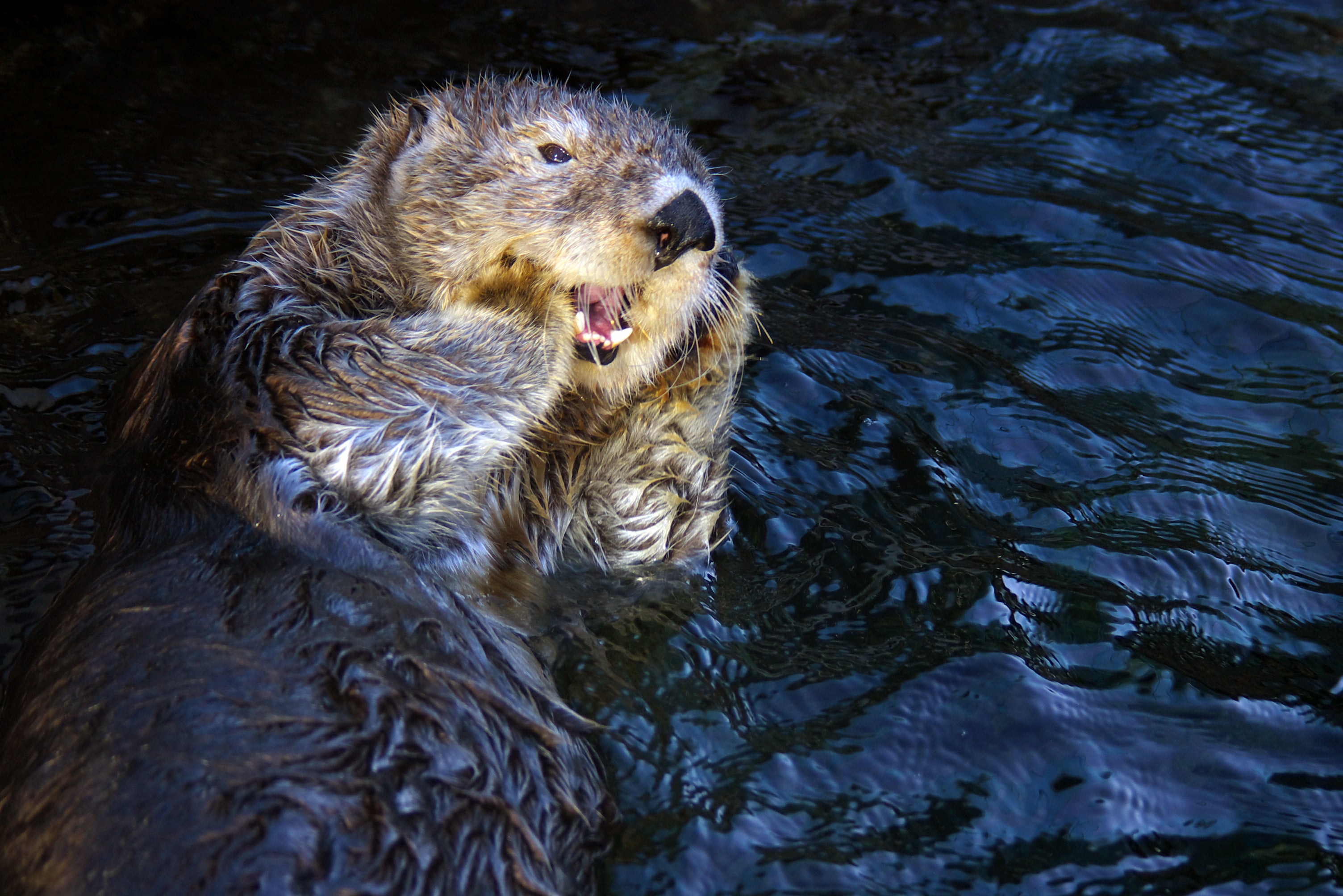 Genomic analysis of sea otter teeth found at archaeological sites in Oregon could help efforts to reintroduce the marine mammal along the state’s coast