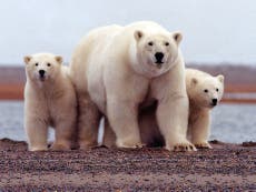 Delay sought on Trump’s Arctic drill plan amid fears for polar bears 