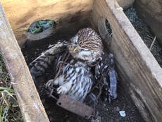 Owl dies in trap on Queen’s Sandringham estate, leading Chris Packham to call for ban