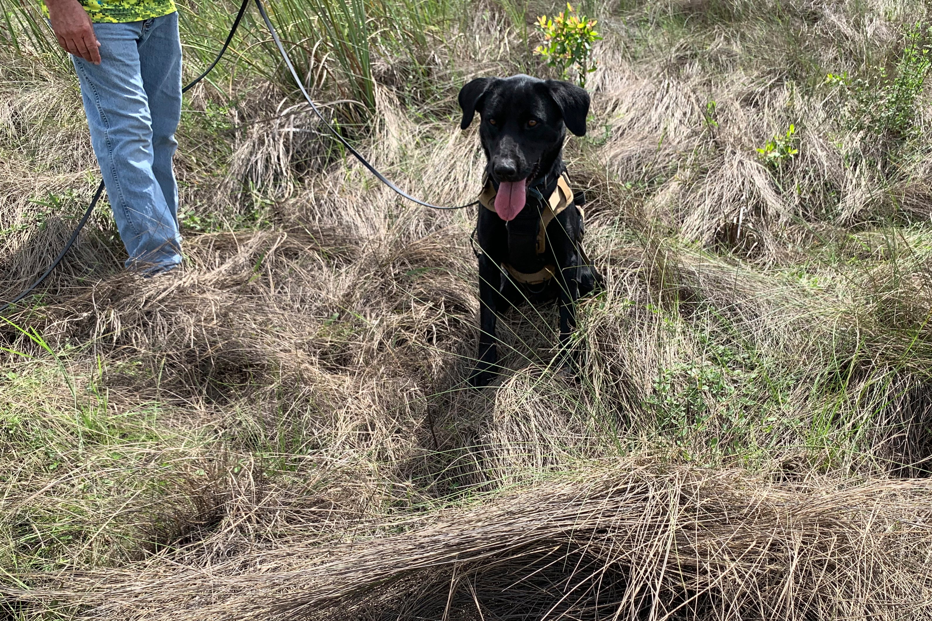 Python Hunting Dogs