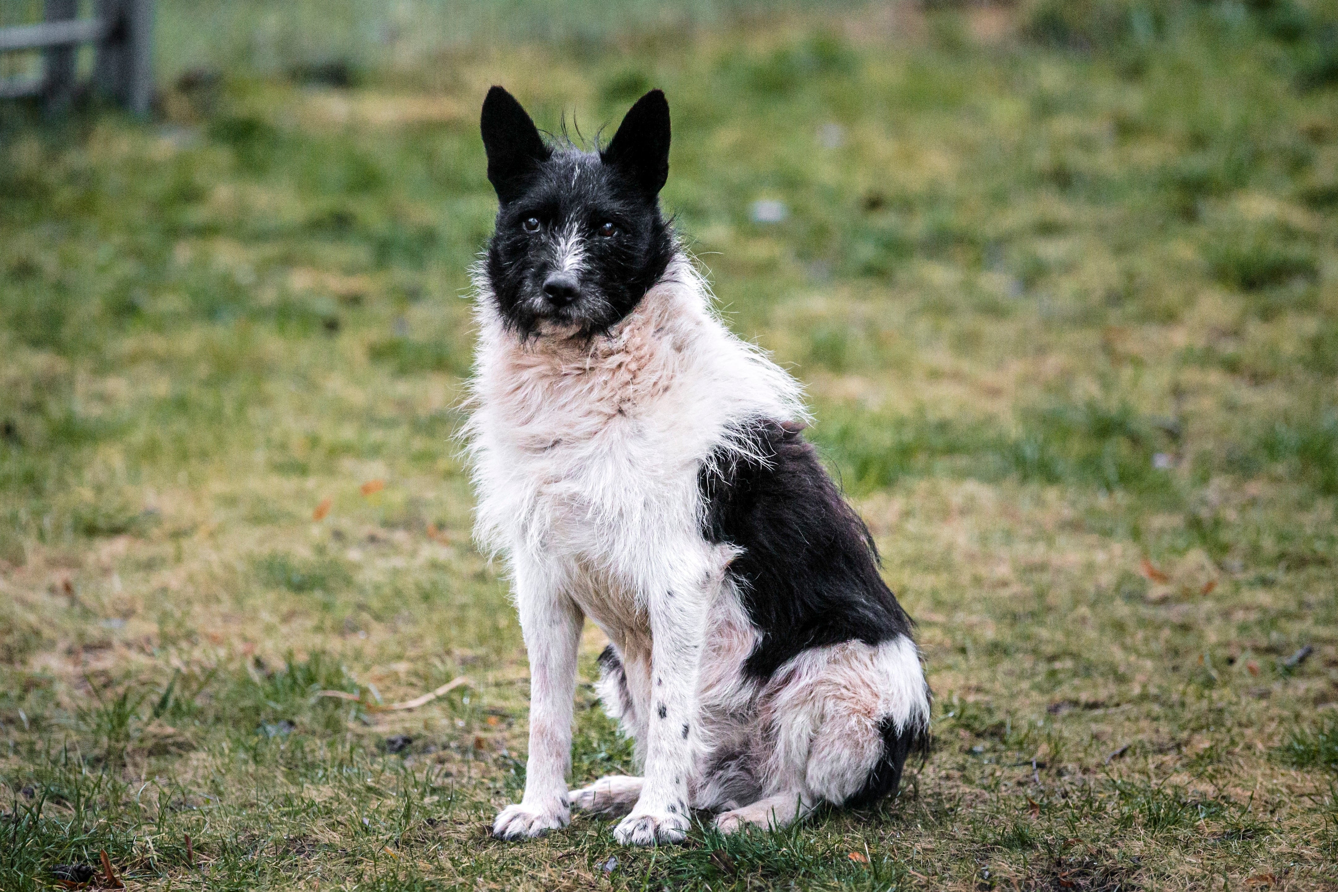 One Good Thing Estonia Stray Dog