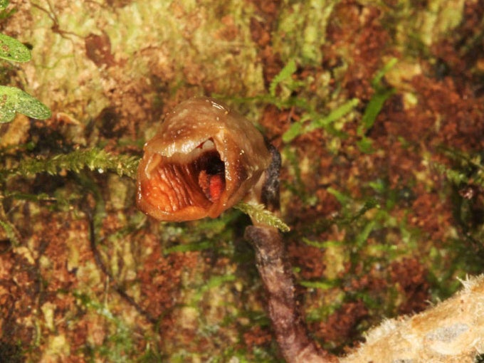 The Gastro agnicellus, or if you are a cruel-hearted botanist ‘the ugliest orchid in the world’