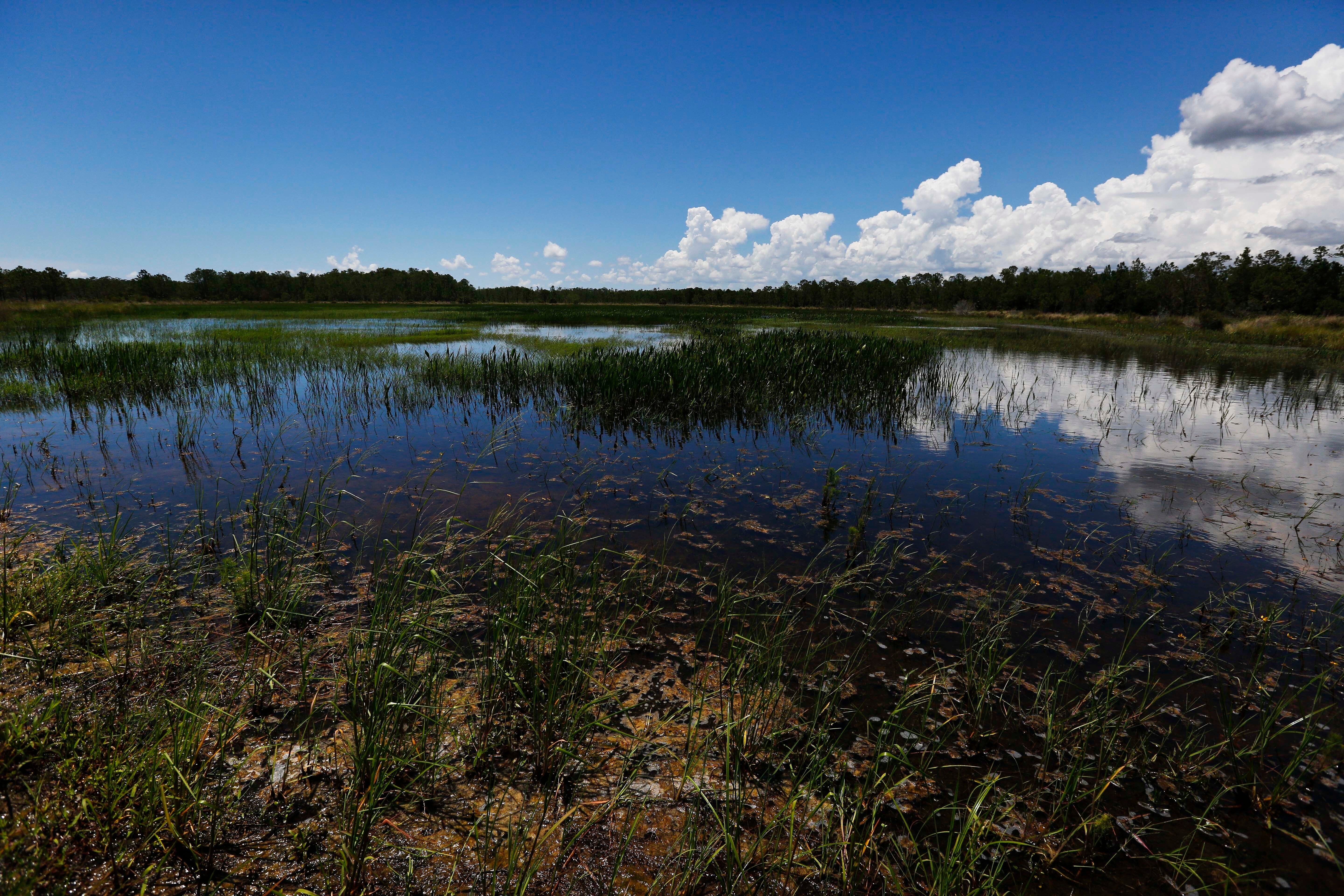 Florida Wetlands