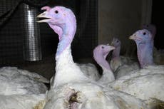 Turkeys ‘kicked hundreds of times and left wounded at farms supplying Sainsbury’s and Asda’